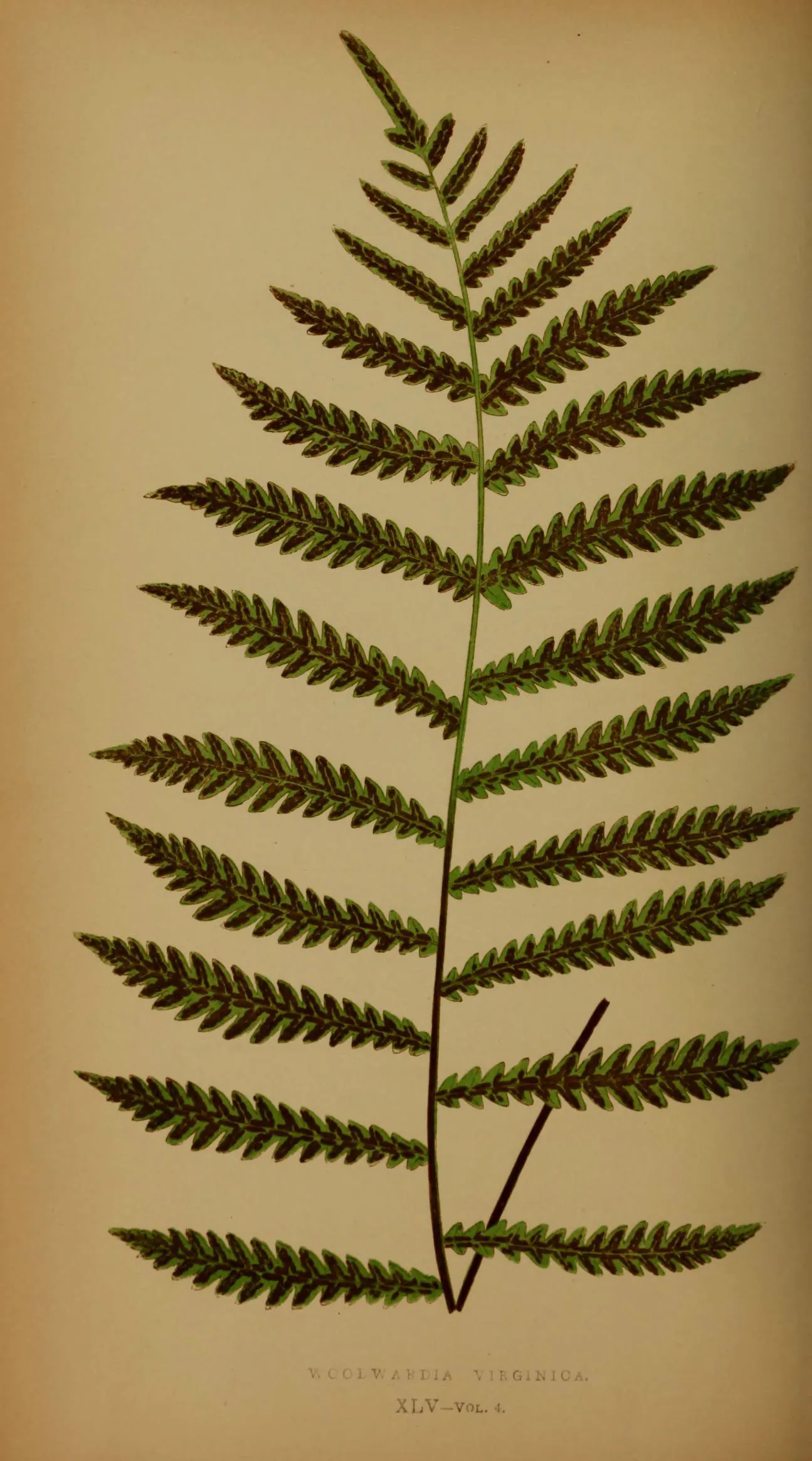Virginia Chain Fern (Woodwardia Virginica) — With its bright green, lacy fronds, it adds elegance to shaded areas