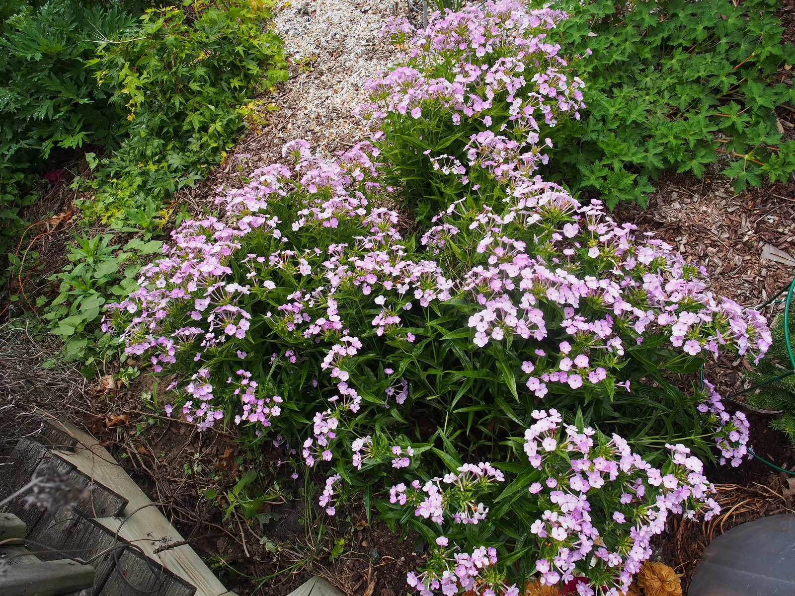Opening Act Blush Phlox (Phlox 'Opening Act Blush') — The Opening Act Blush Phlox (Phlox 'Opening Act Blush') is a compact