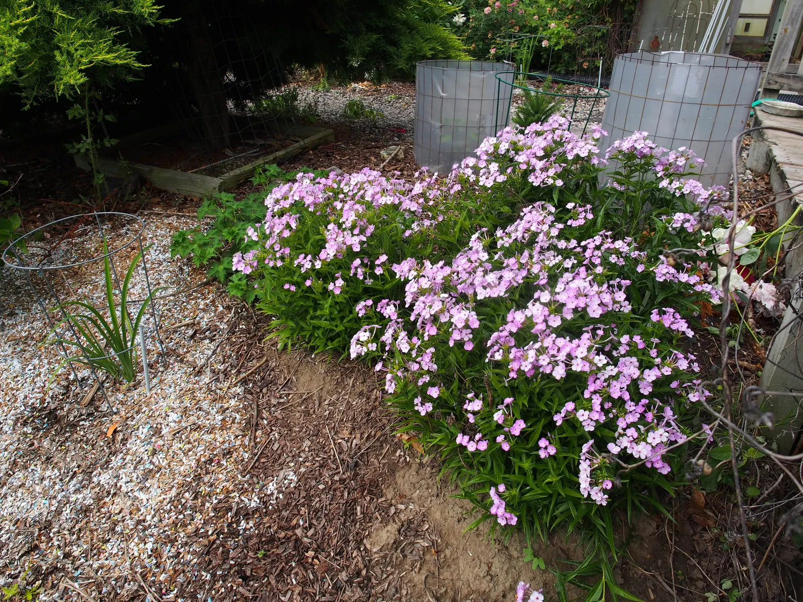 Opening Act Blush Phlox (Phlox 'Opening Act Blush') — It flourishes to a height of around 18 inches with an equal spread, providing a dense, mounding habit