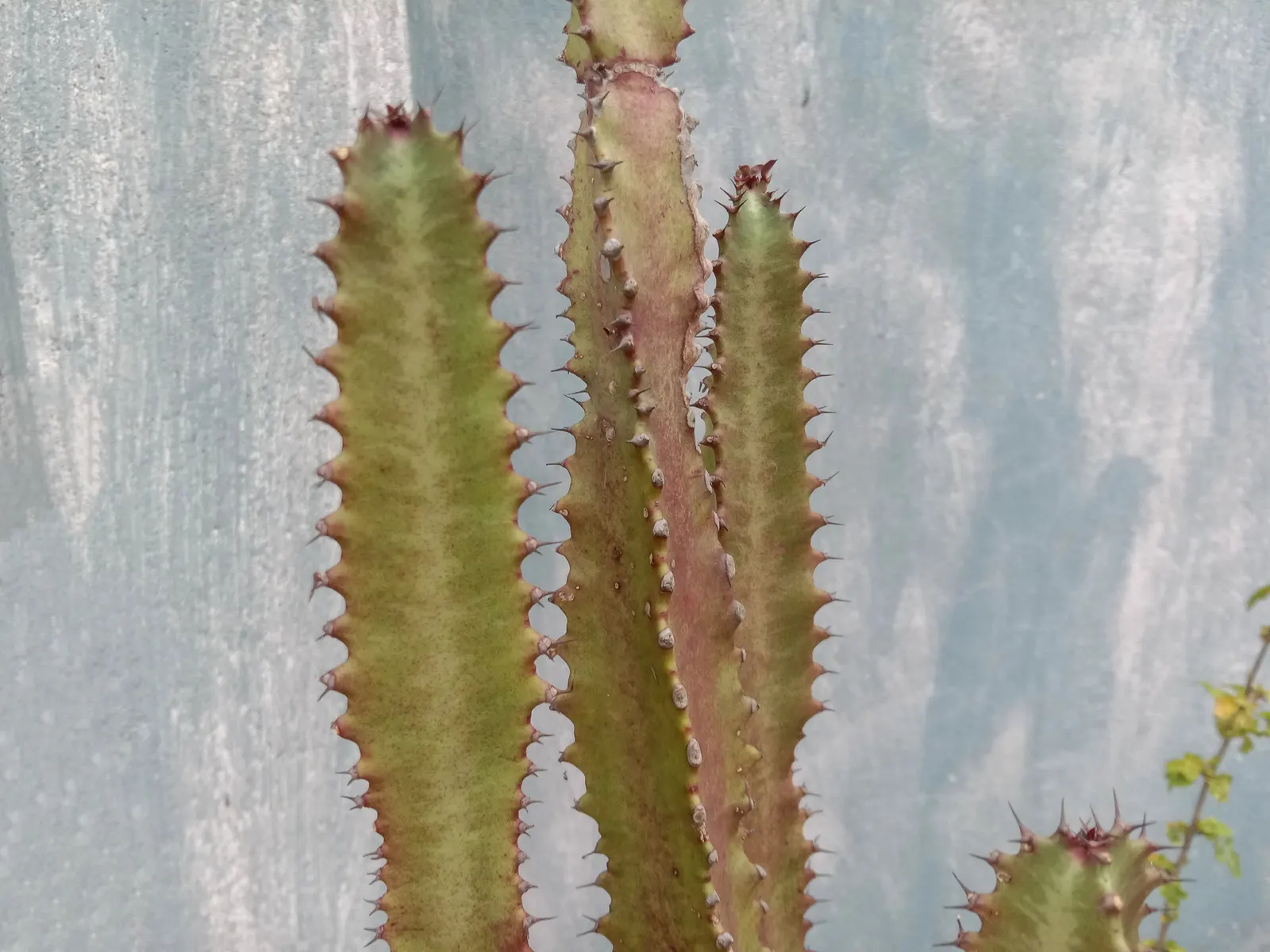 African Candelabra (Euphorbia Ammak 'Green') — succulent for full