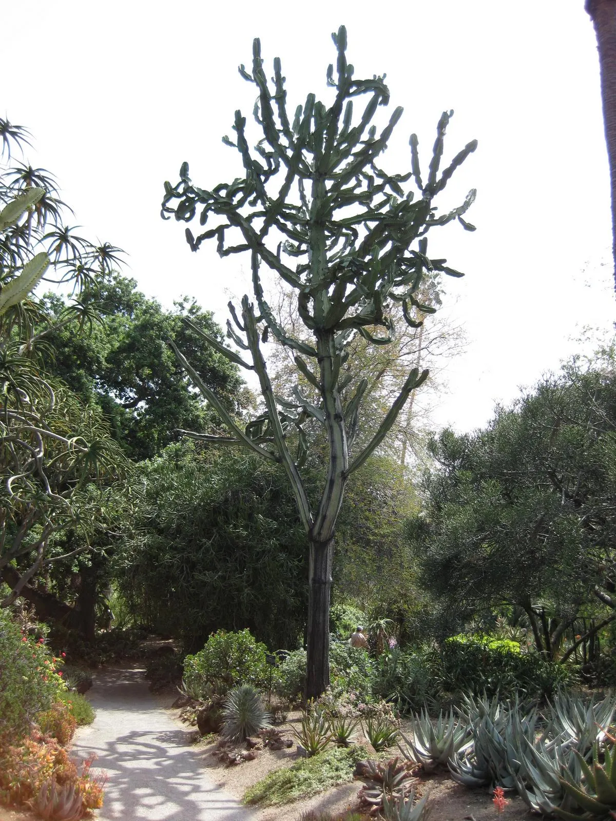 African Candelabra (Euphorbia Ammak 'Green') — as it exudes a toxic white sap when cut or damaged