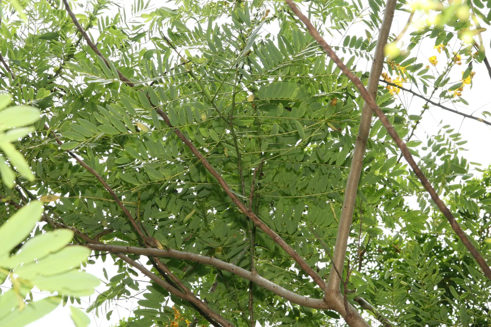 African Candelabra (Euphorbia Ammak 'Green') — Ideal for xeriscaping, it creates a bold, exotic focal point in any arid landscape design; around 15 to 20 feet