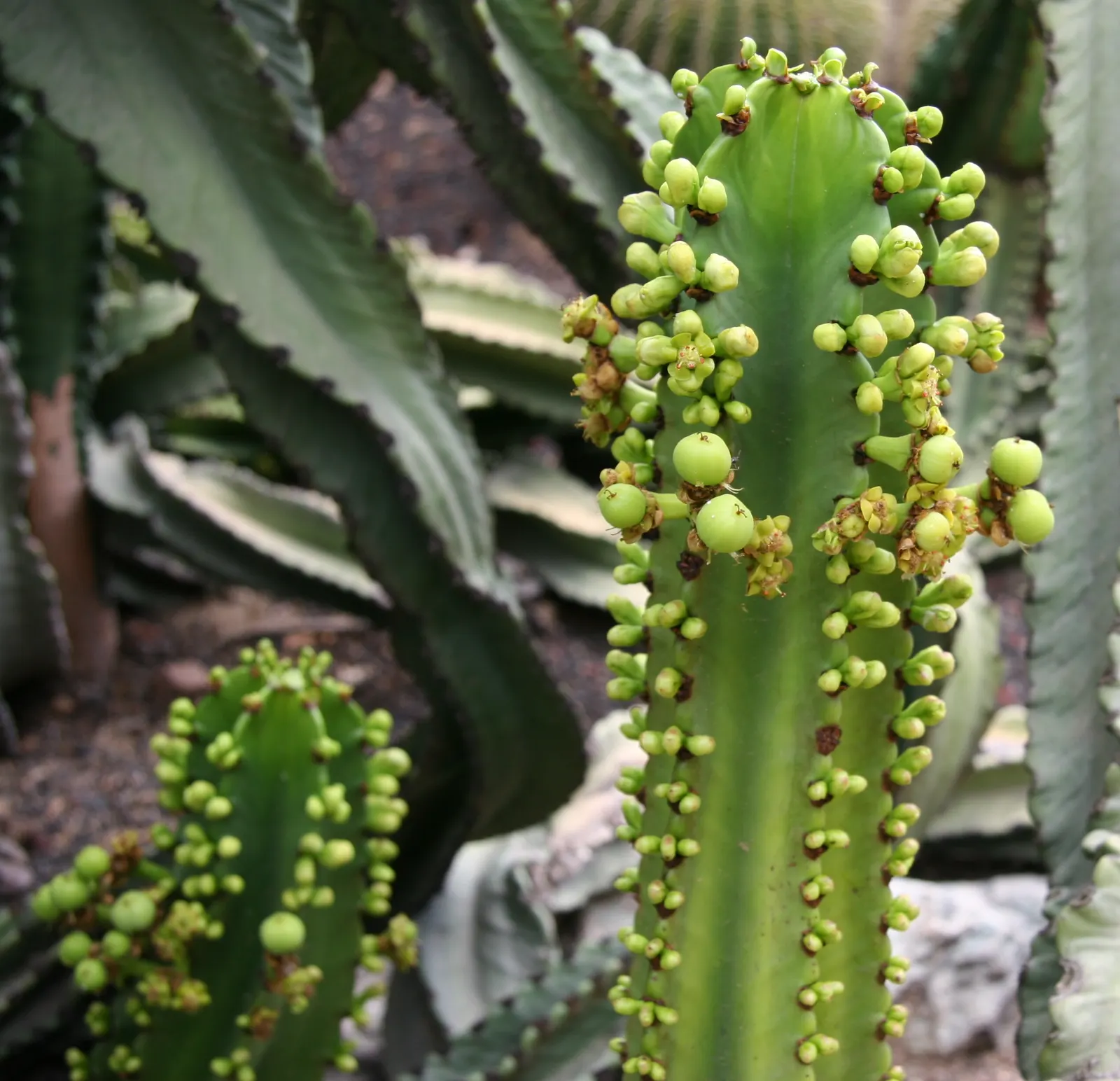 African Candelabra (Euphorbia Ammak 'Green') — this architectural plant can grow to impressive heights; sculptural succulent reaching up to 30 feet in height