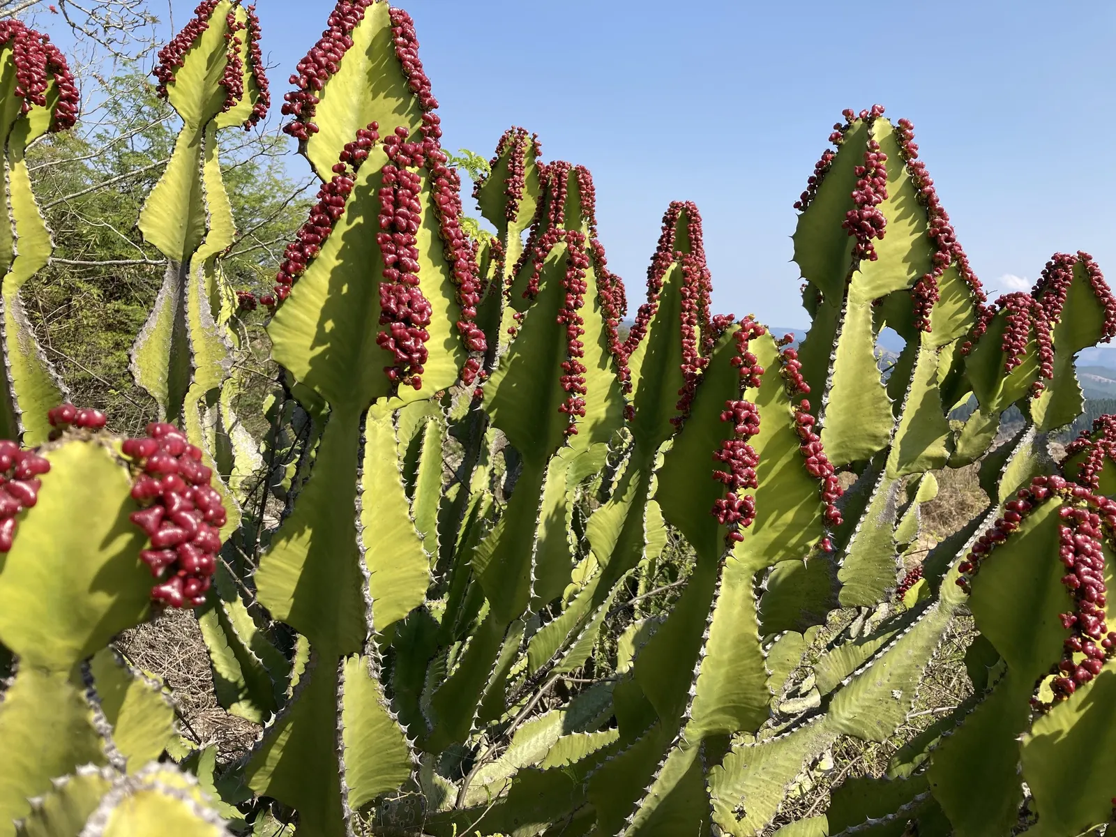 African Candelabra (Euphorbia Ammak 'Green') — Native to the Arabian Peninsula; making it an excellent choice for water-wise gardens or xeriscaped areas