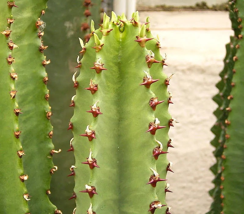 African Candelabra (Euphorbia Ammak 'Green') — commonly known as African Candelabra