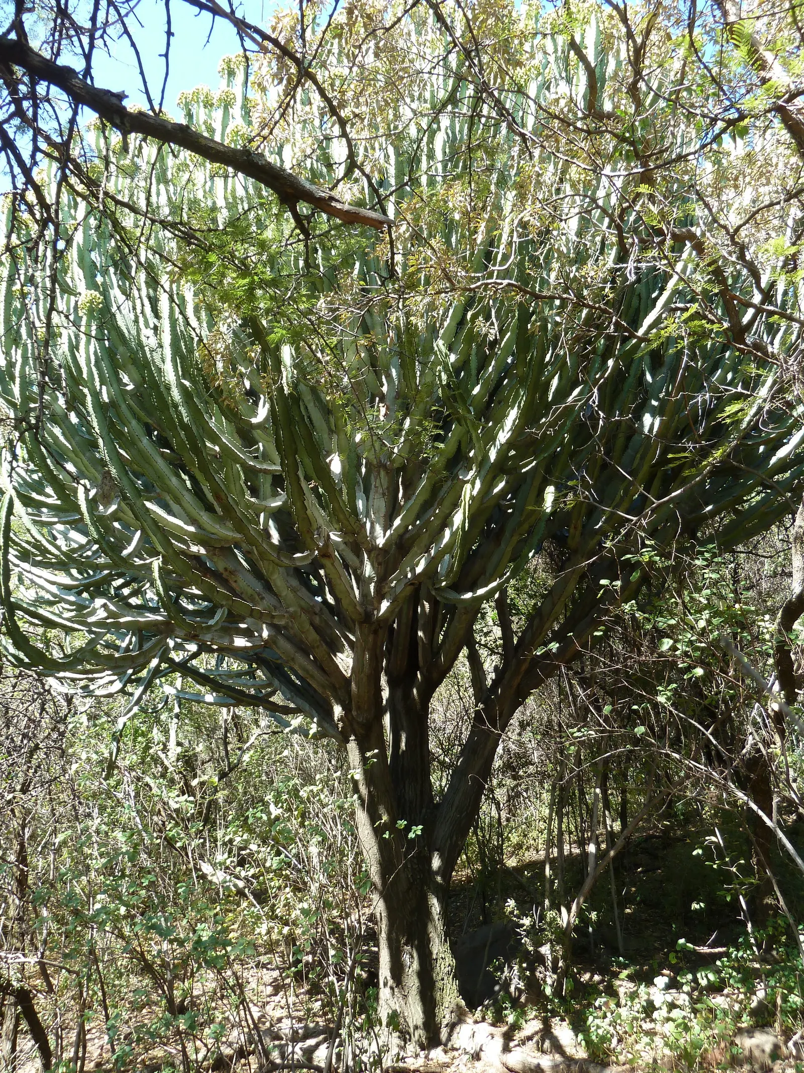 African Candelabra (Euphorbia Ammak 'Green') — Native to the Arabian Peninsula