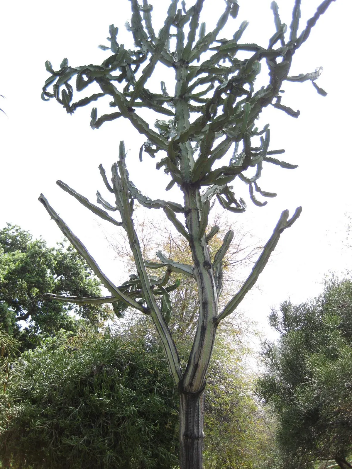 African Candelabra (Euphorbia Ammak 'Green') — which can cause skin irritation or allergic reactions