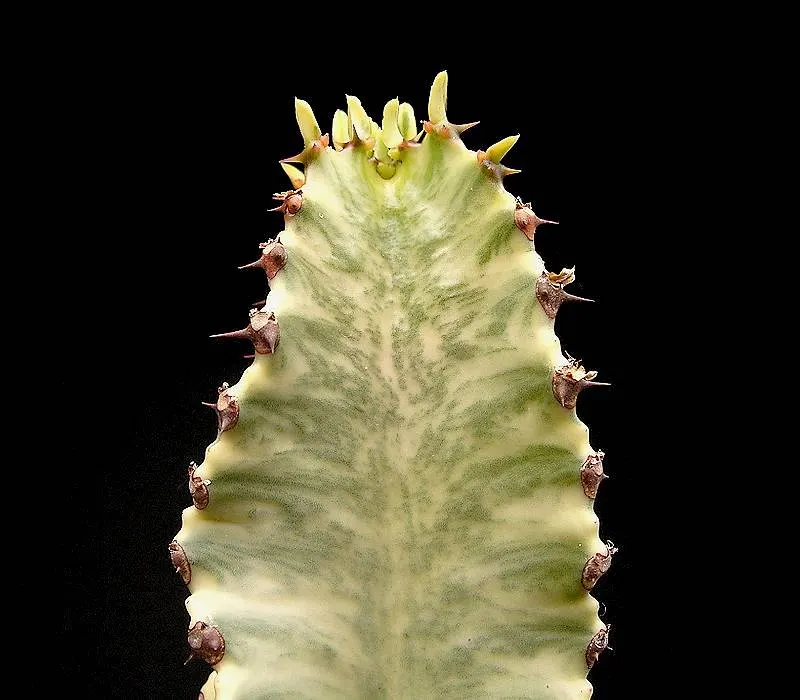 African Candelabra (Euphorbia Ammak 'Green') — commonly known as African Candelabra; the edges exhibit a yellowish hue