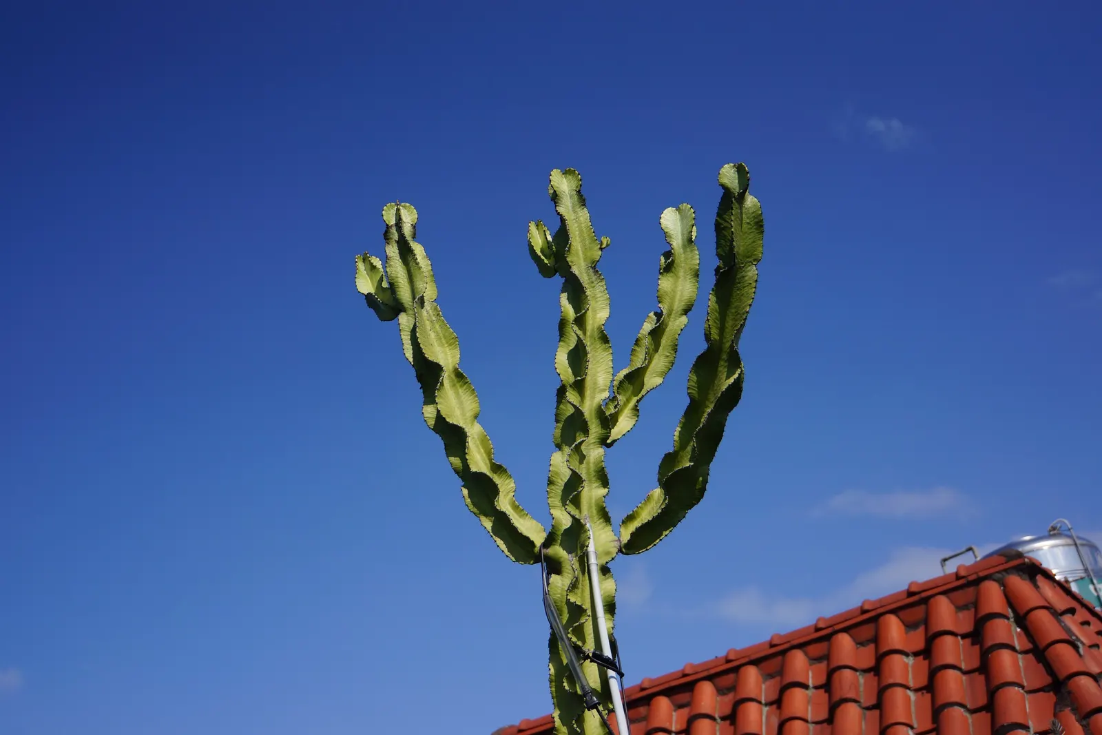 African Candelabra (Euphorbia Ammak 'Green') — contrasted with lighter-toned