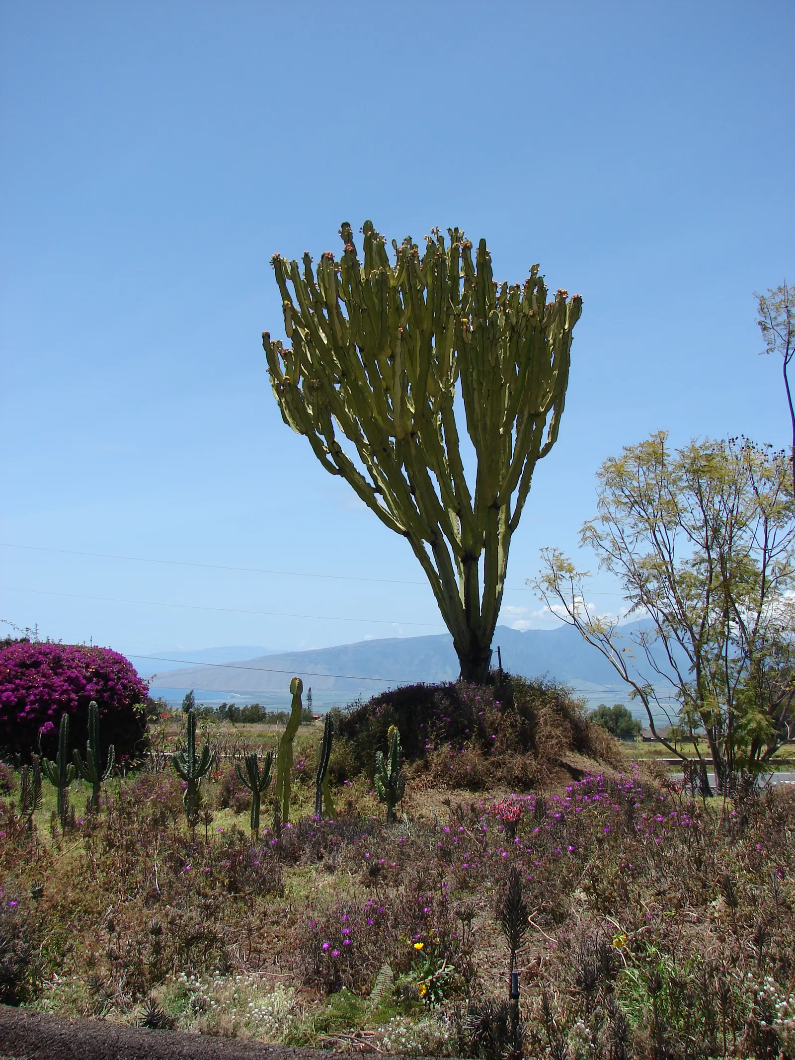 African Candelabra (Euphorbia Ammak 'Green') — with vertically ribbed branches resembling the form of a candelabra
