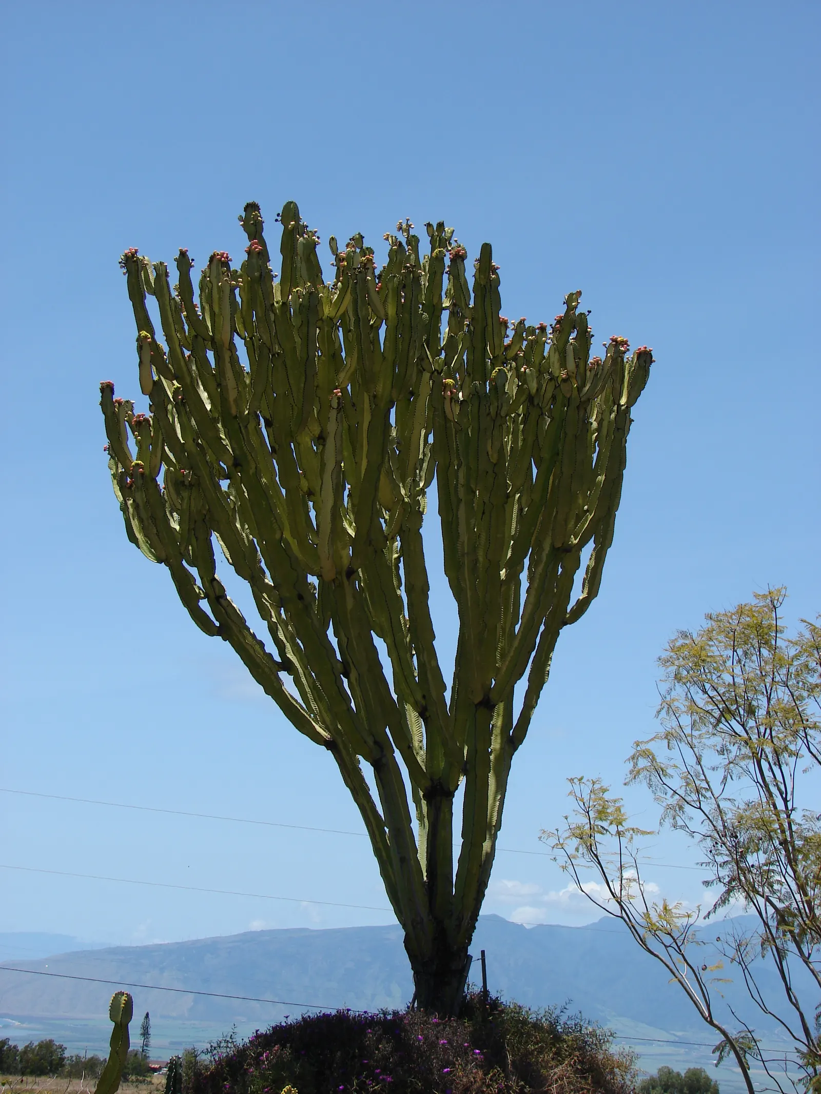 African Candelabra (Euphorbia Ammak 'Green') — presents a lush green coloration