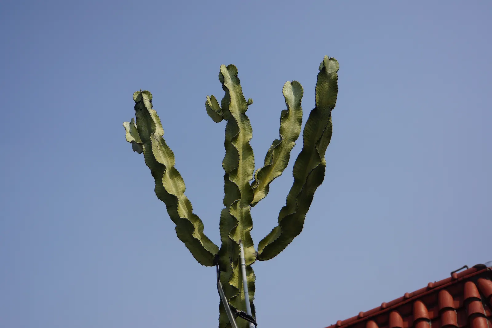 African Candelabra (Euphorbia Ammak 'Green') — Ideal for xeriscaping, it creates a bold, exotic focal point in any arid landscape design