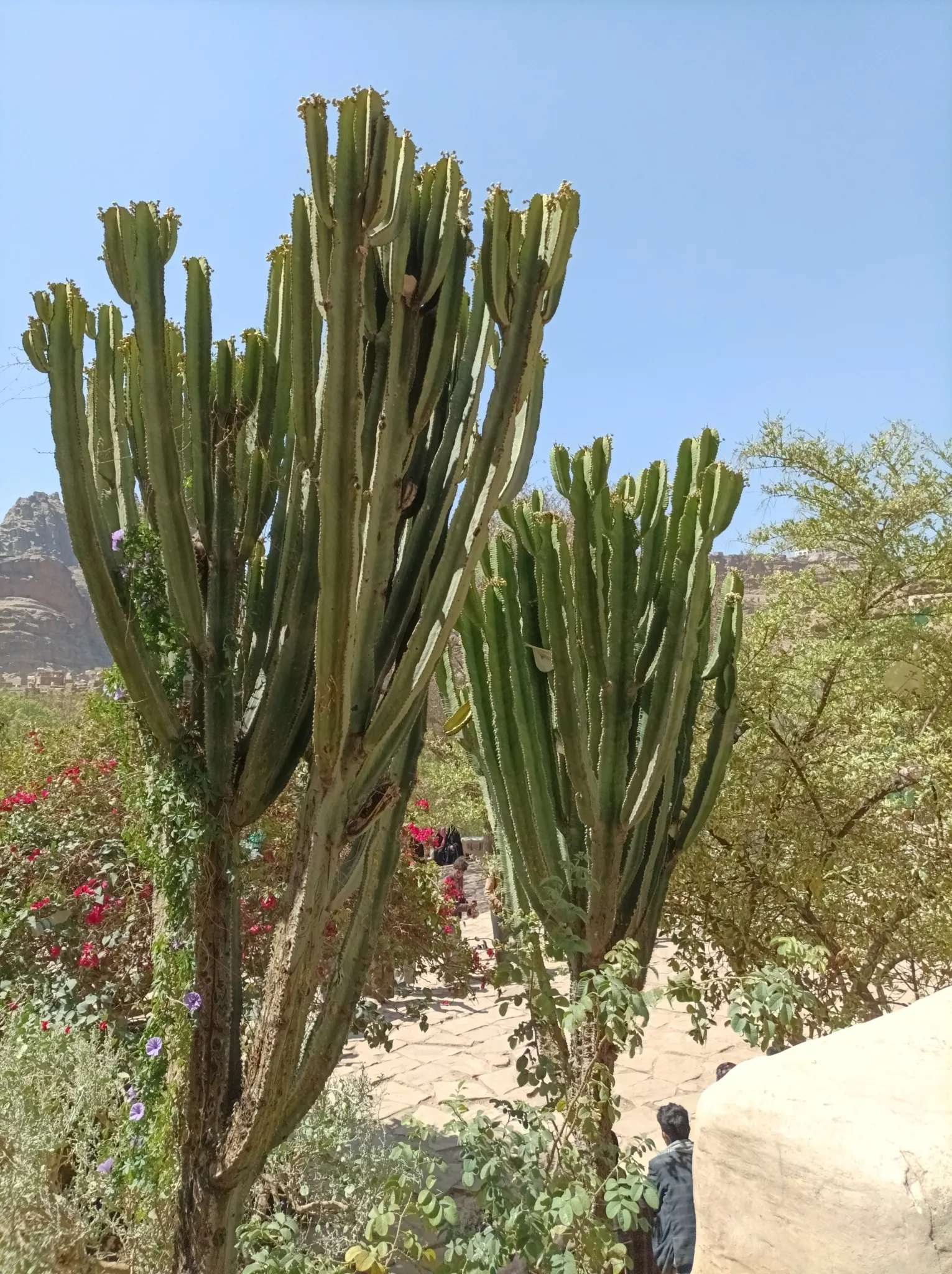 African Candelabra (Euphorbia Ammak 'Green') — Its vertical, ribbed branches resemble a candelabra and are armed with sharp spines; it prefers well-draining