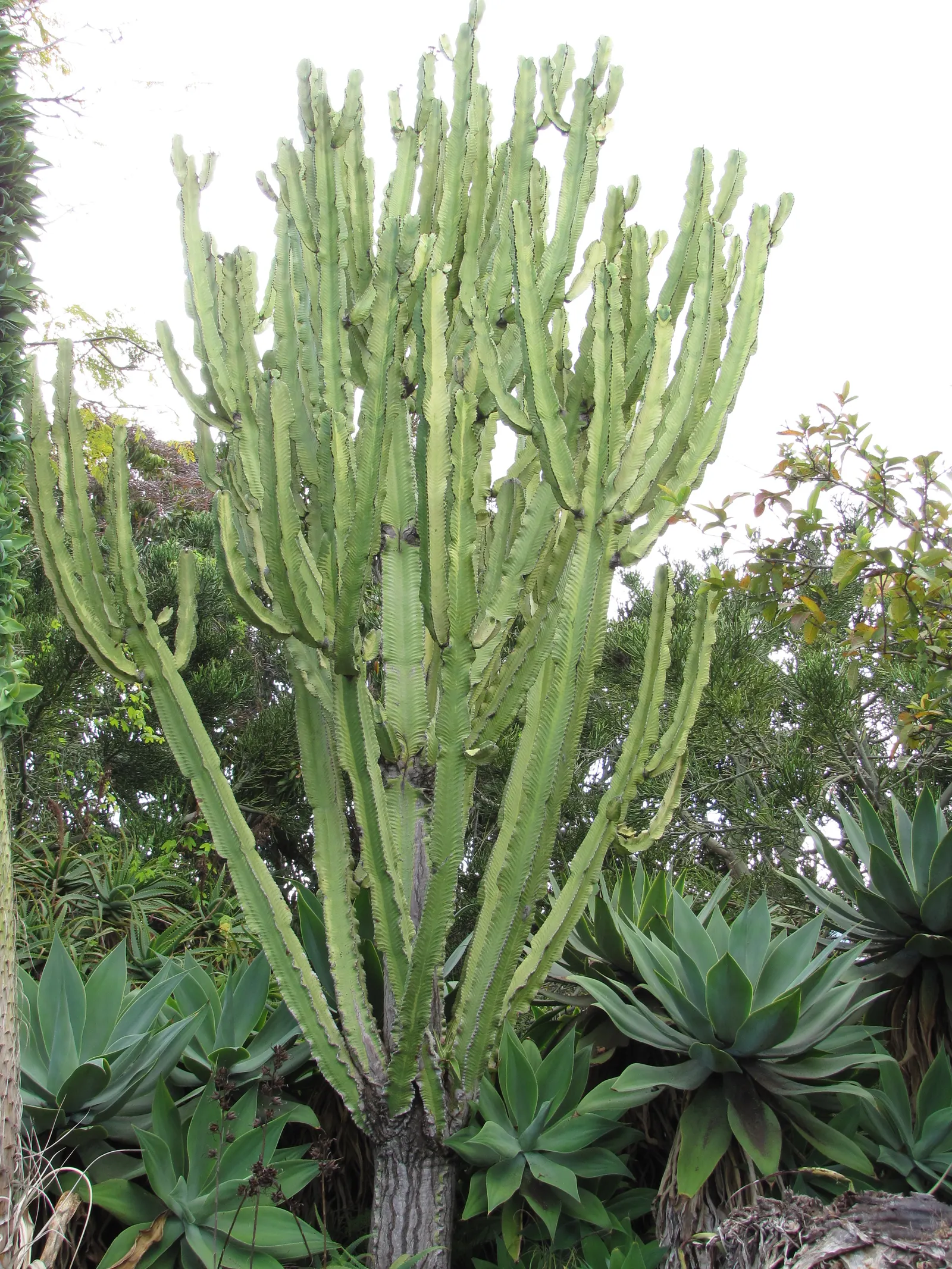 African Candelabra (Euphorbia Ammak 'Green') — reaching up to 30 feet tall with an approximate width of 10 feet
