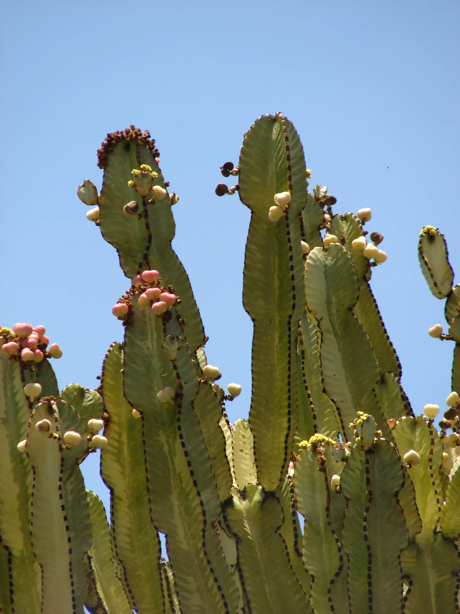 African Candelabra (Euphorbia Ammak 'Green') — sculptural succulent reaching up to 30 feet in height