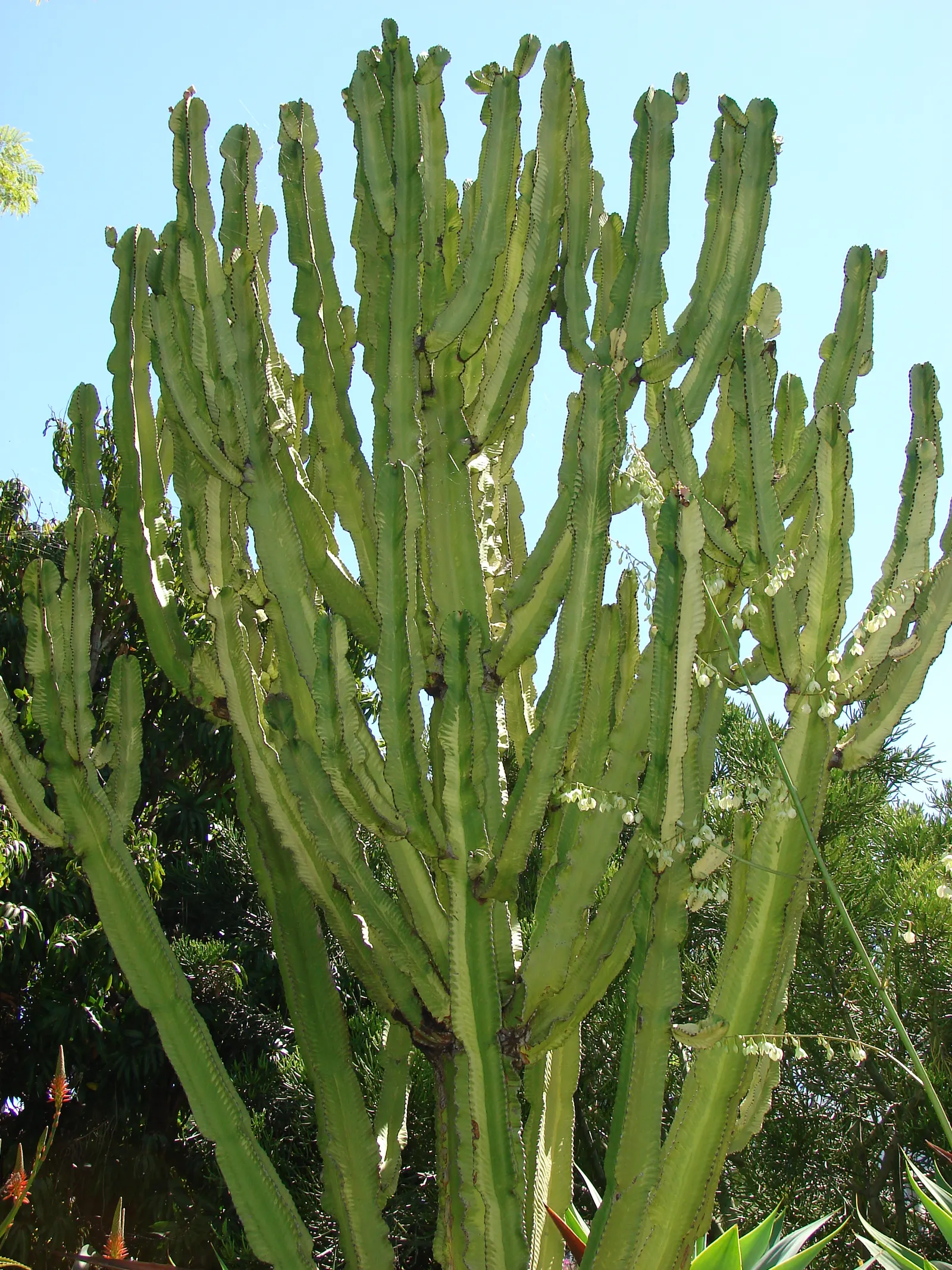 African Candelabra (Euphorbia Ammak 'Green') — It prefers well-draining soil and is hardy to approximately 30&deg;F (-1&deg;C)