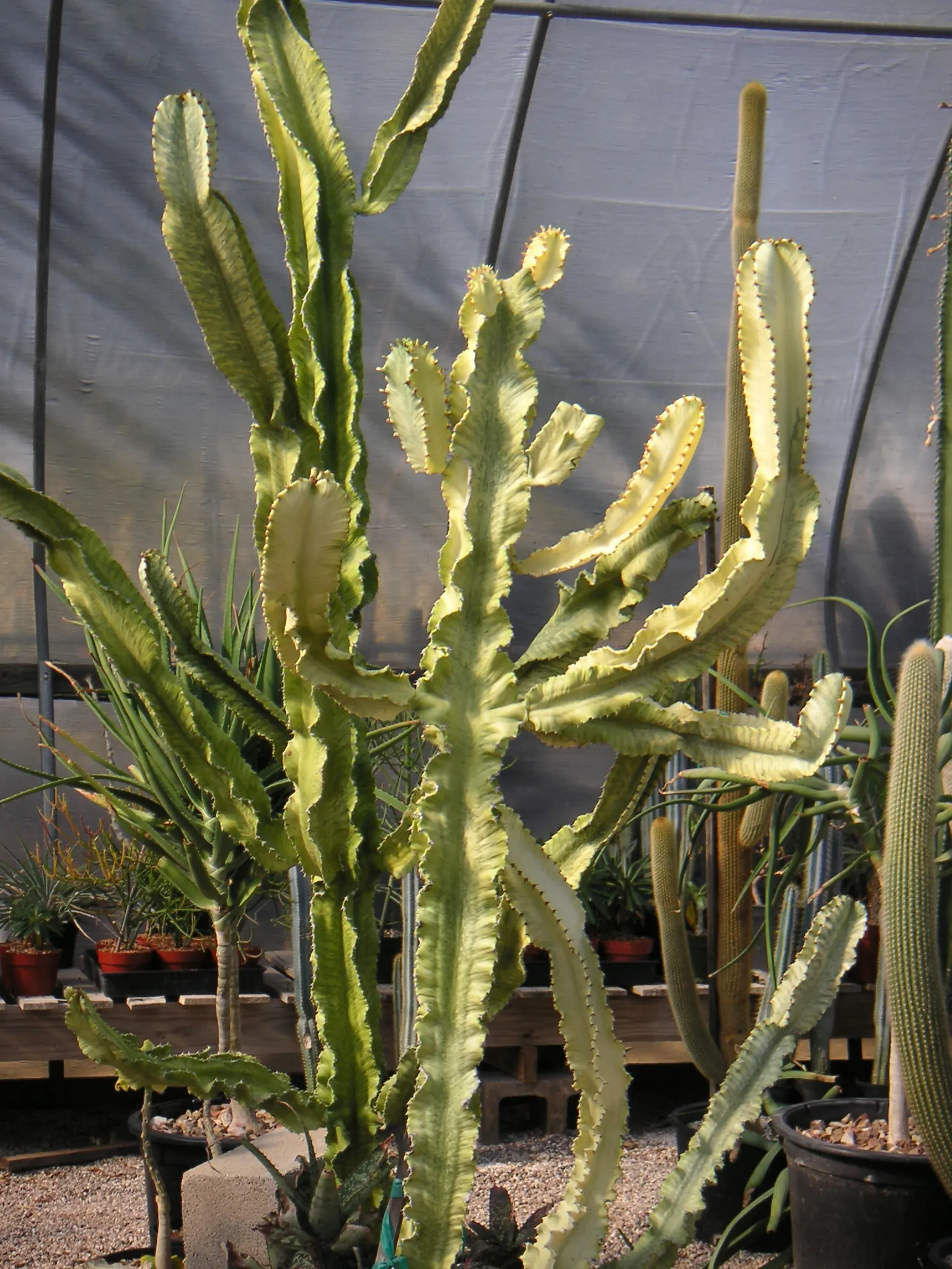 African Candelabra (Euphorbia Ammak 'Green') — Caution should be exercised when handling this plant