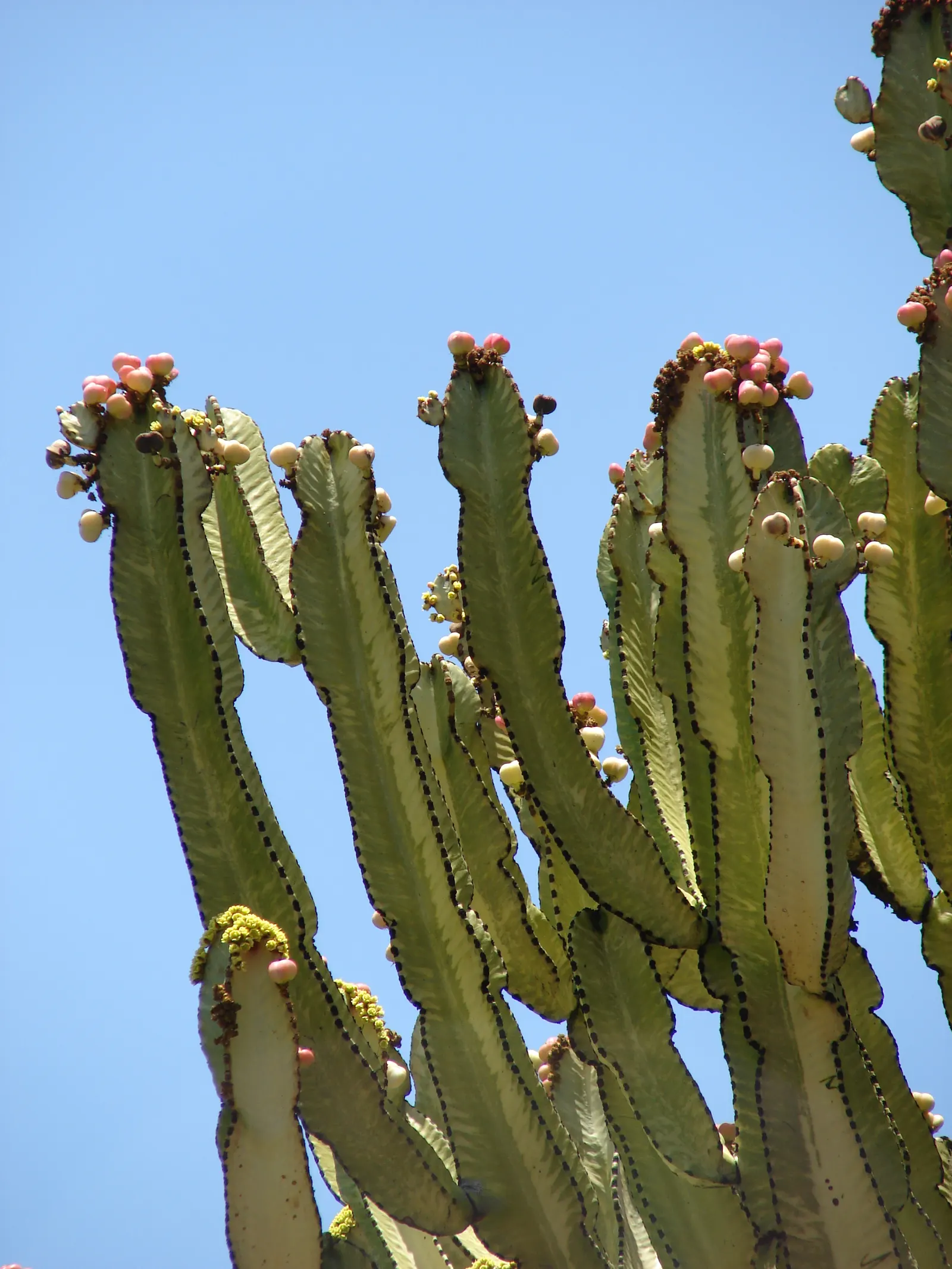 African Candelabra (Euphorbia Ammak 'Green') — the edges exhibit a yellowish hue