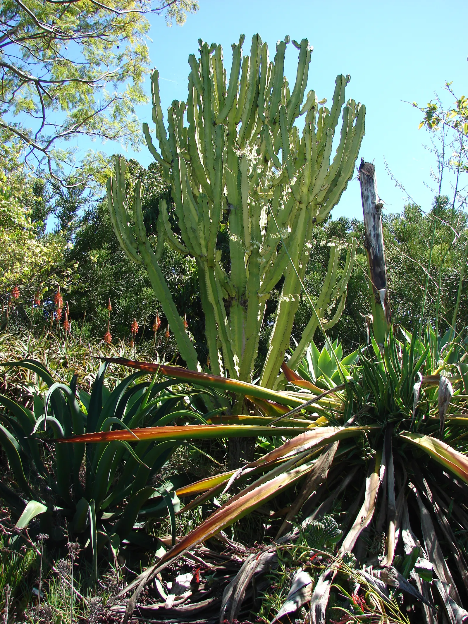 African Candelabra (Euphorbia Ammak 'Green') — although in garden settings it typically remains smaller