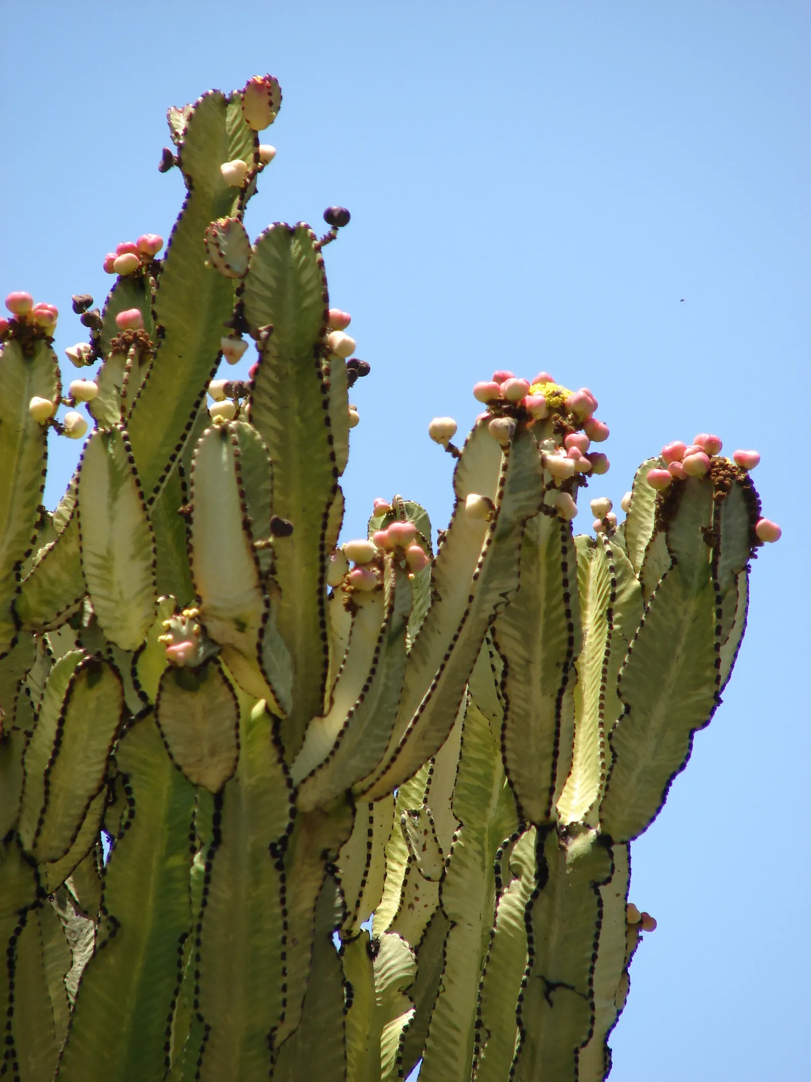 African Candelabra (Euphorbia Ammak 'Green') — around 15 to 20 feet in height.<br><br>This species boasts a distinctive