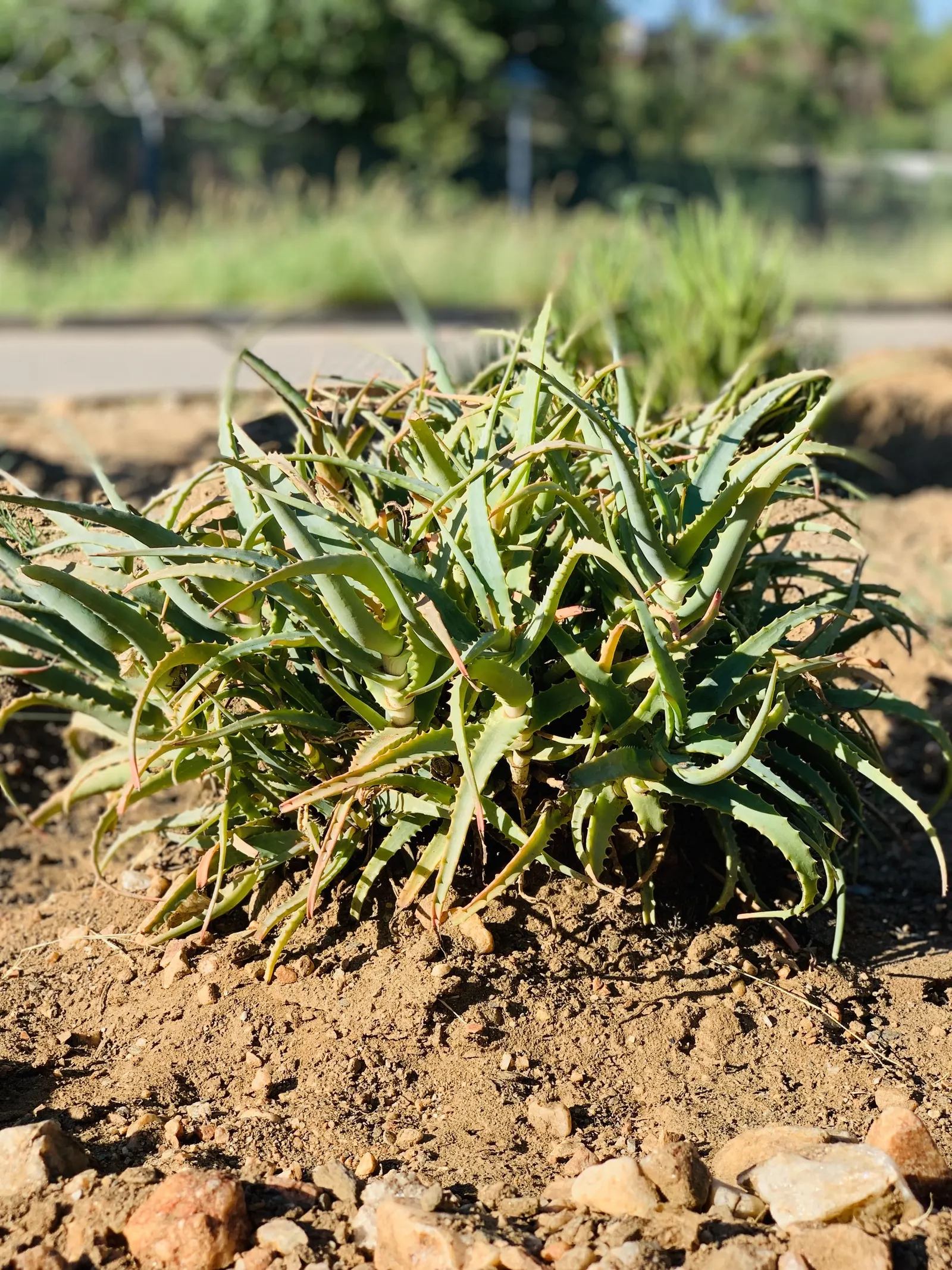 African Candelabra (Euphorbia Ammak 'Green') — making it an excellent choice for water-wise gardens or xeriscaped areas