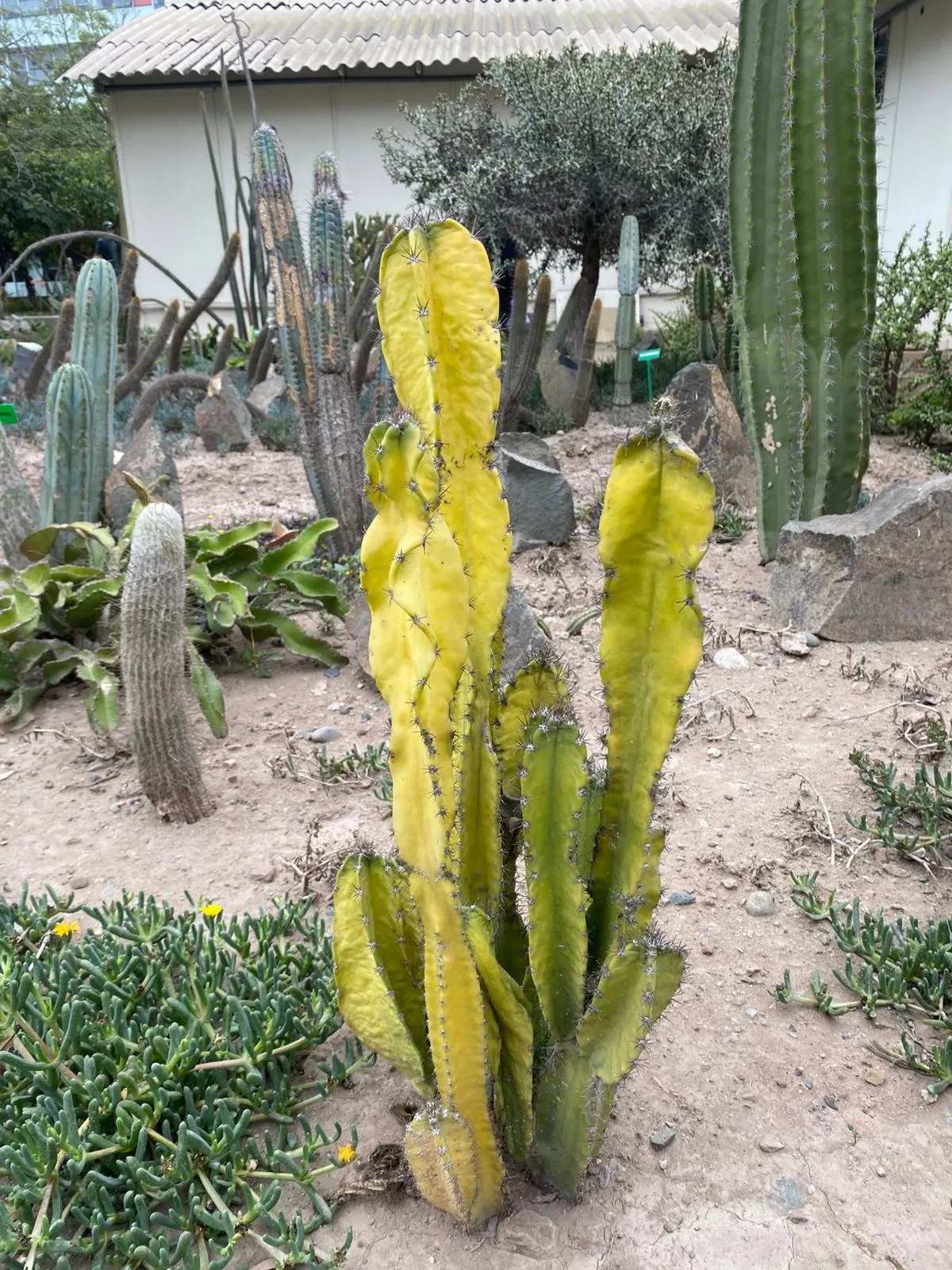 African Candelabra (Euphorbia Ammak 'Green') — yellowish-green flowers may appear around the branch tips in late spring to early summer