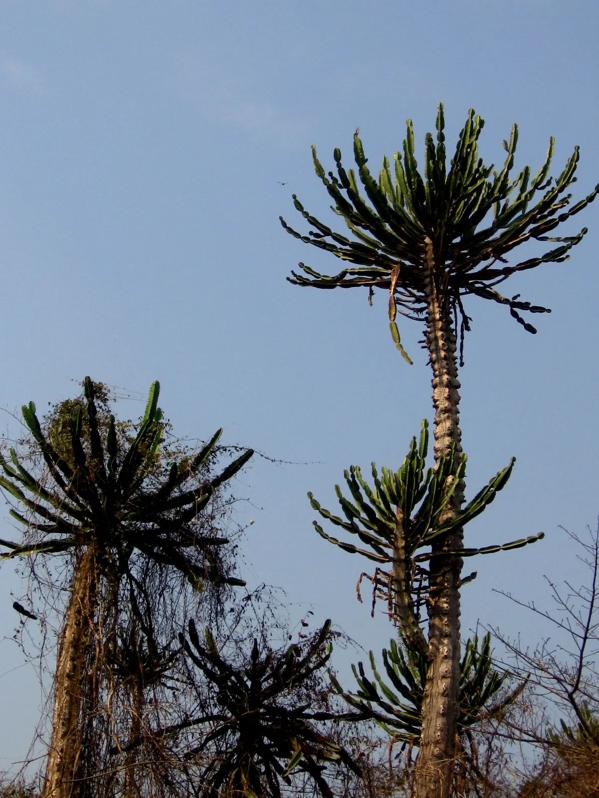 African Candelabra (Euphorbia Ammak 'Green') — needing minimal water once established