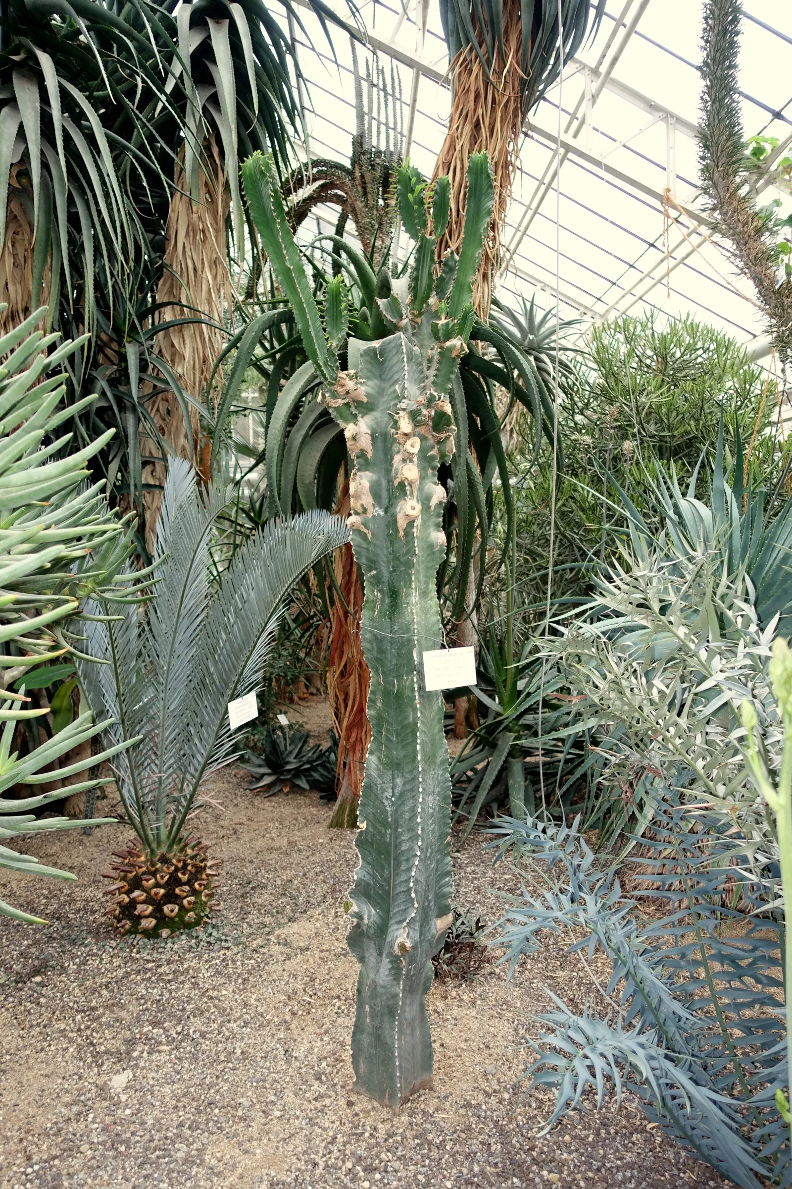 African Candelabra (Euphorbia Ammak 'Green') — thorny ridges that run vertically along its columns
