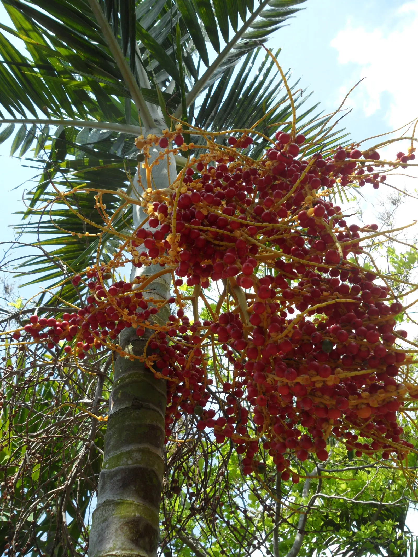 Desert Date Palm (Phoenix Dactylifera) — Essential to arid landscape designs, it's both functional and ornamental; consider that it can attain majestic heights