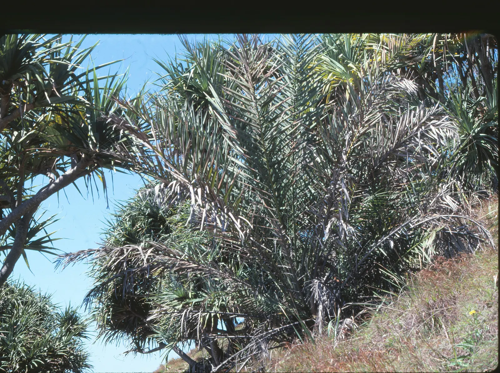 Desert Date Palm (Phoenix Dactylifera) — The Phoenix dactylifera, commonly called the Desert Date Palm, reaches heights of 50-75 feet; this drought-tolerant
