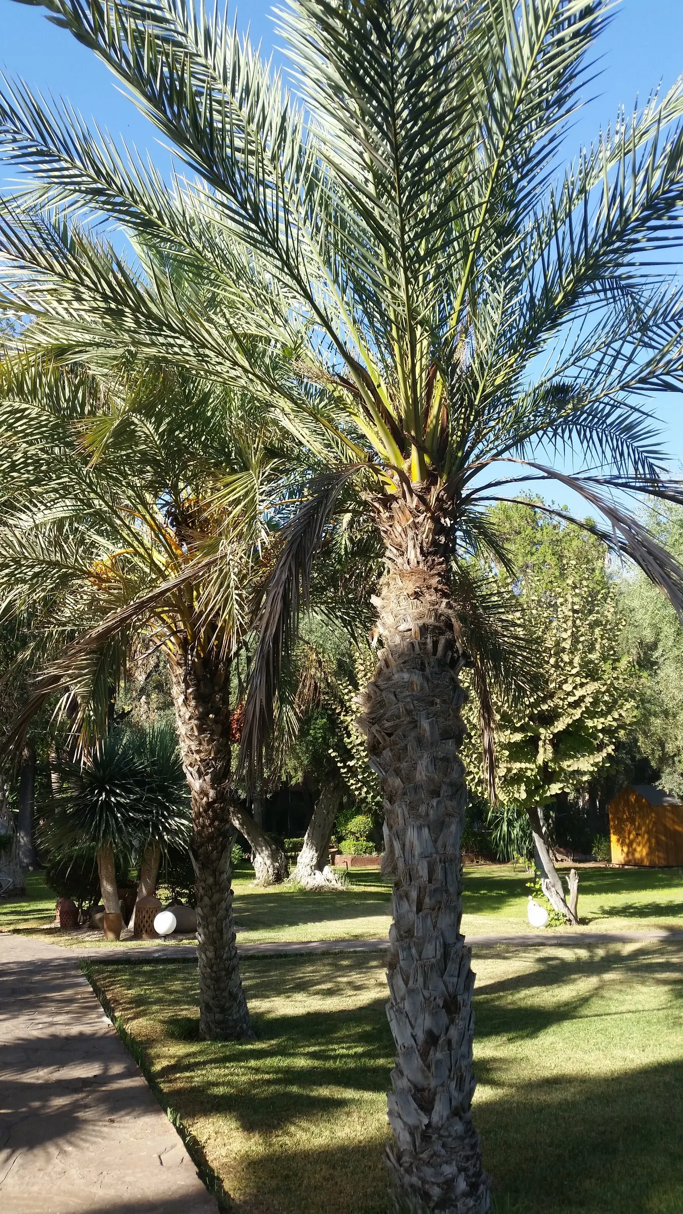 Desert Date Palm (Phoenix Dactylifera) — produced by old leaf scars.<br><br>The fronds of P; the Phoenix dactylifera, commonly called the Desert Date Palm