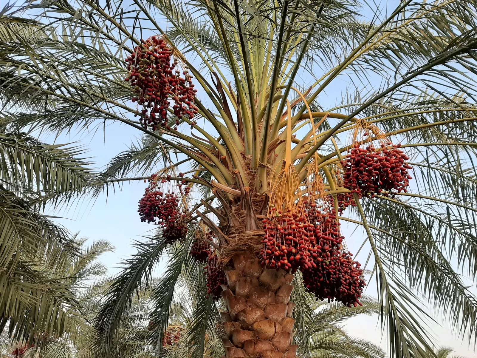 Desert Date Palm (Phoenix Dactylifera) — Its towering trunk is usually about 1.5 to 2 feet in diameter and displays a distinctive diamond pattern