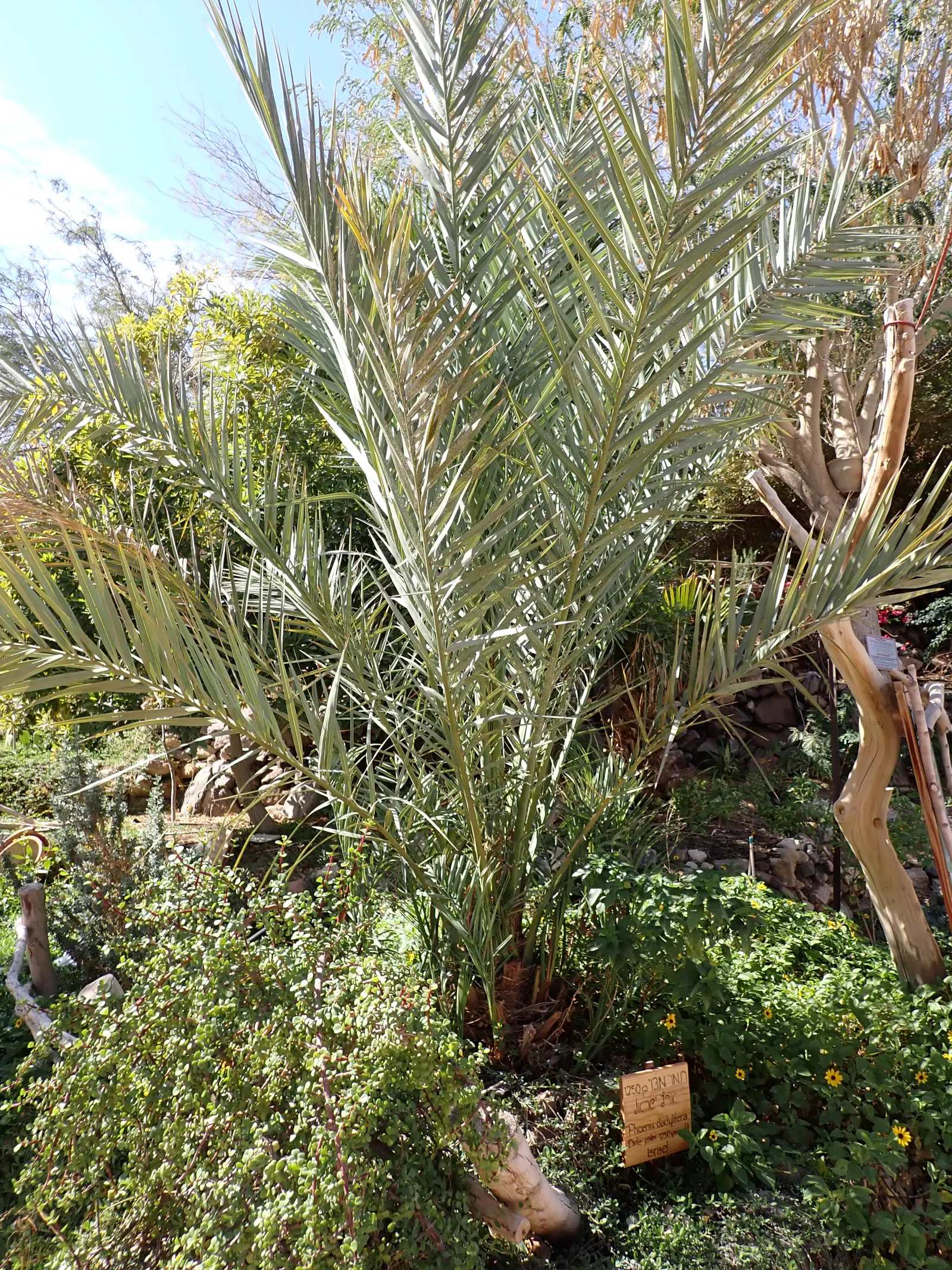 Desert Date Palm (Phoenix Dactylifera) — Its towering trunk is usually about 1.5 to 2 feet in diameter and displays a distinctive diamond pattern; date Palm