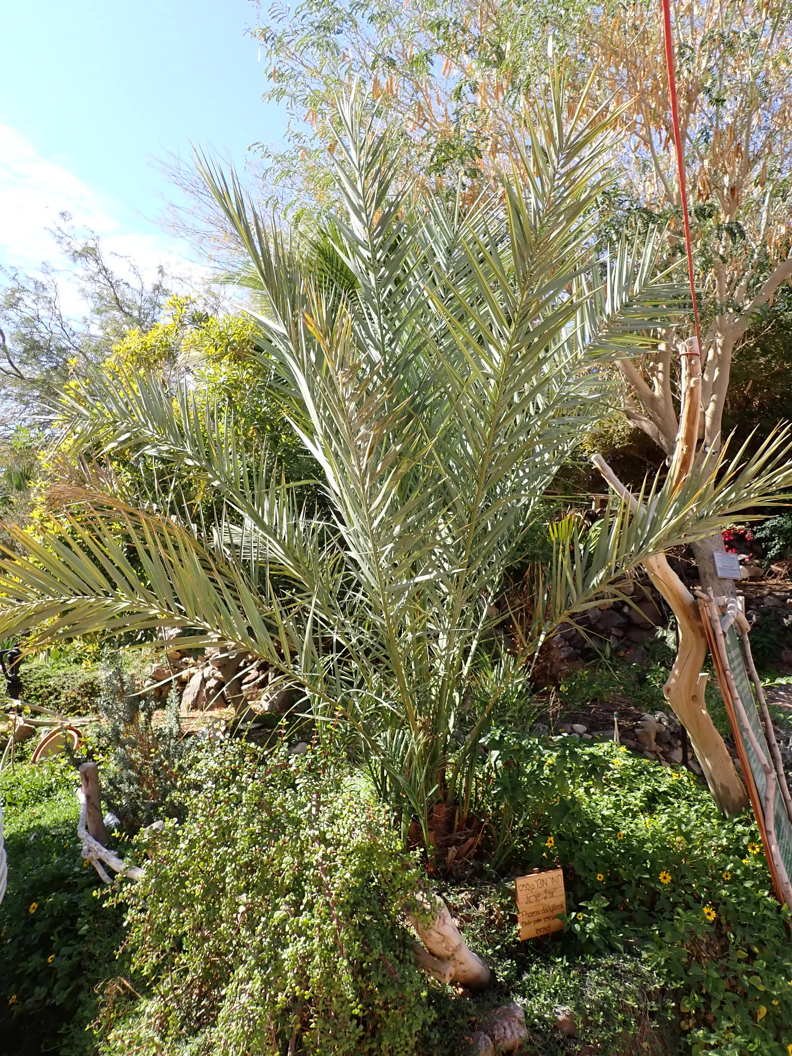 Desert Date Palm (Phoenix Dactylifera) — Hardy in zones 9-11, it requires full sun and well-drained soil; it is remarkably long-lived