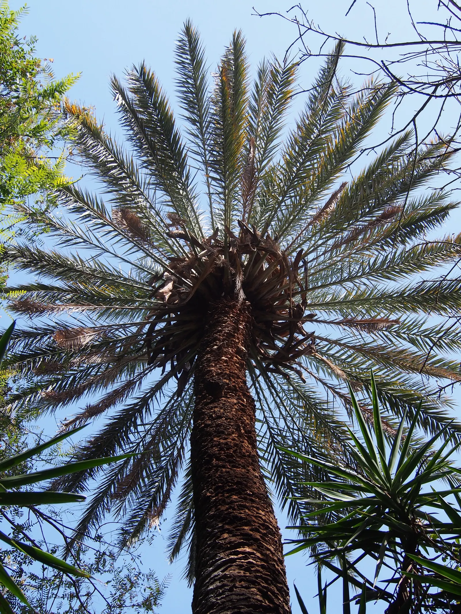 Desert Date Palm (Phoenix Dactylifera) — though they do require occasional pruning to remove old fronds and to maintain their tidy appearance; and infrequent