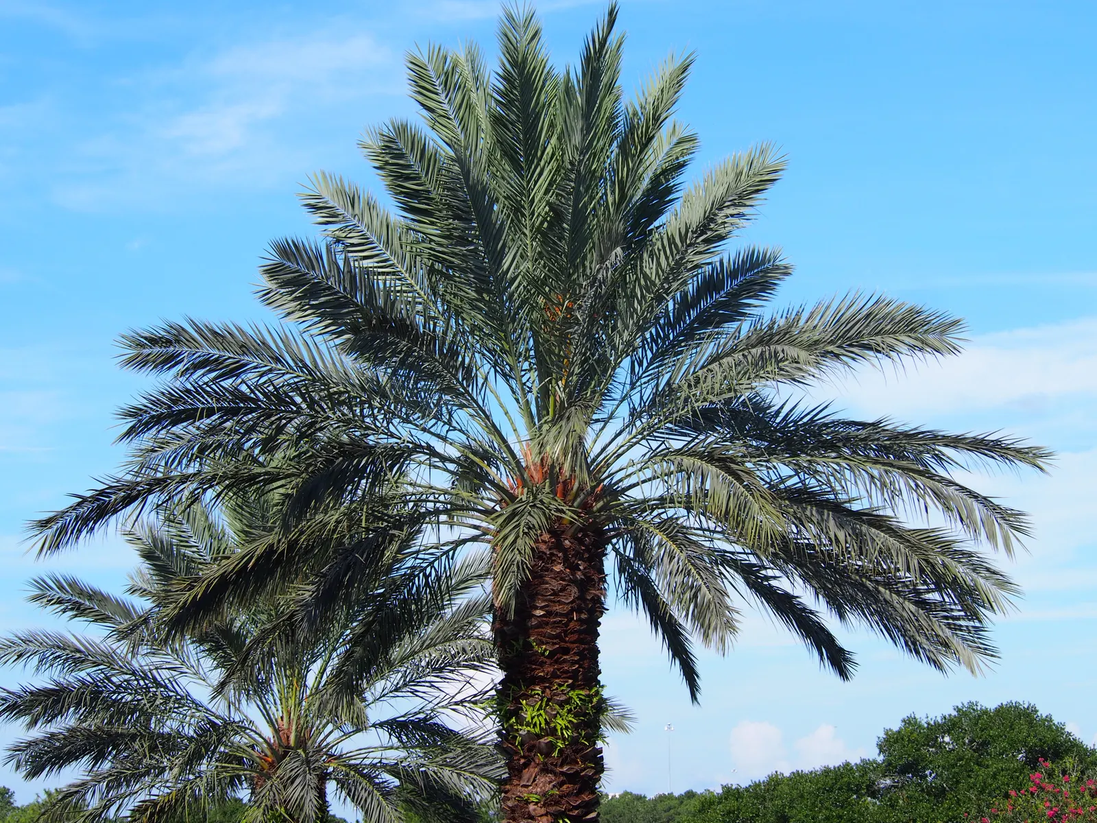 Desert Date Palm (Phoenix Dactylifera) — necessitating both male and female plants for pollination if fruit production is desired.<br><br>Lastly; essential to
