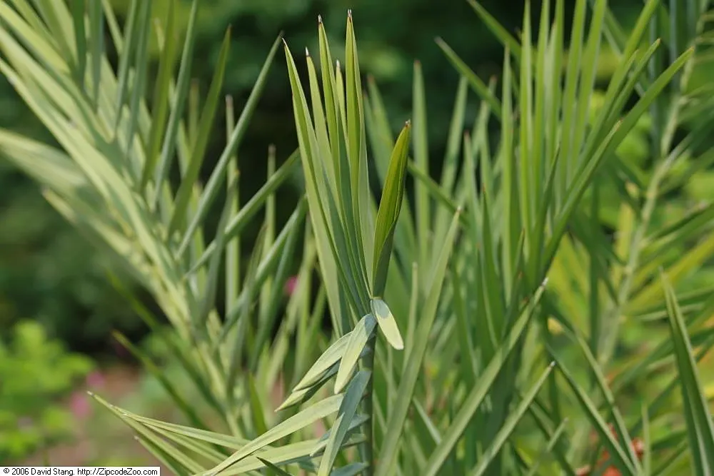 Desert Date Palm (Phoenix Dactylifera) — It is also important to note that this palm is dioecious