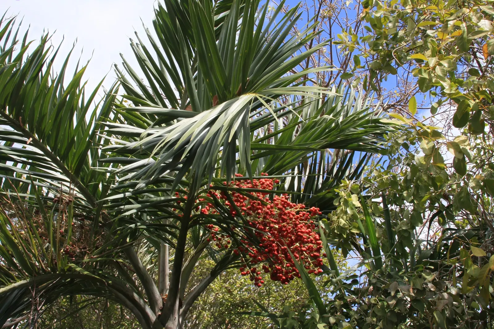 Desert Date Palm (Phoenix Dactylifera) — With their stately silhouette and sumptuous fruit