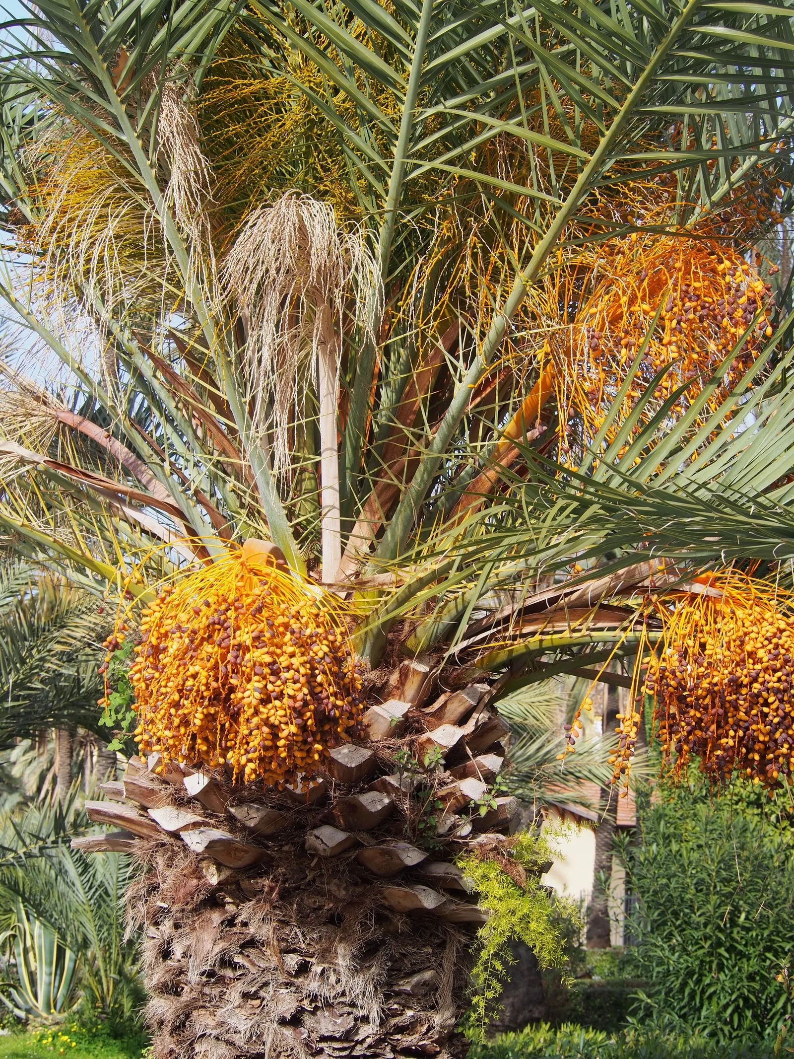 Desert Date Palm (Phoenix Dactylifera) — Date Palm trees are relatively low in maintenance
