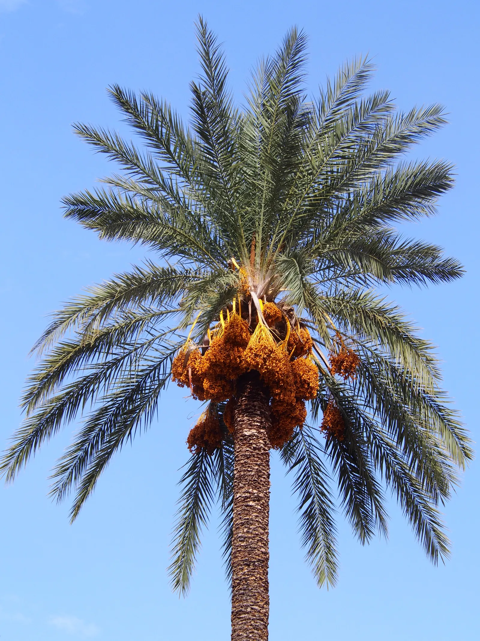 Desert Date Palm (Phoenix Dactylifera) — with a canopy spread of roughly 25 feet; slender leaflets that are a gray-green to blue-green in color