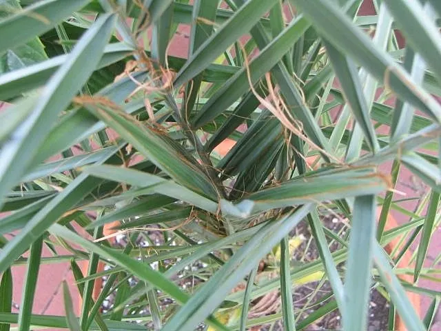 Desert Date Palm (Phoenix Dactylifera) — though they do require occasional pruning to remove old fronds and to maintain their tidy appearance
