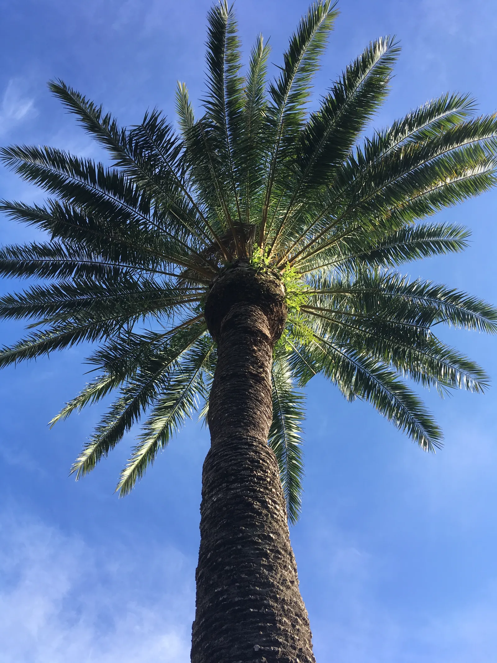 Desert Date Palm (Phoenix Dactylifera) — consider that it can attain majestic heights of up to 75 feet when mature