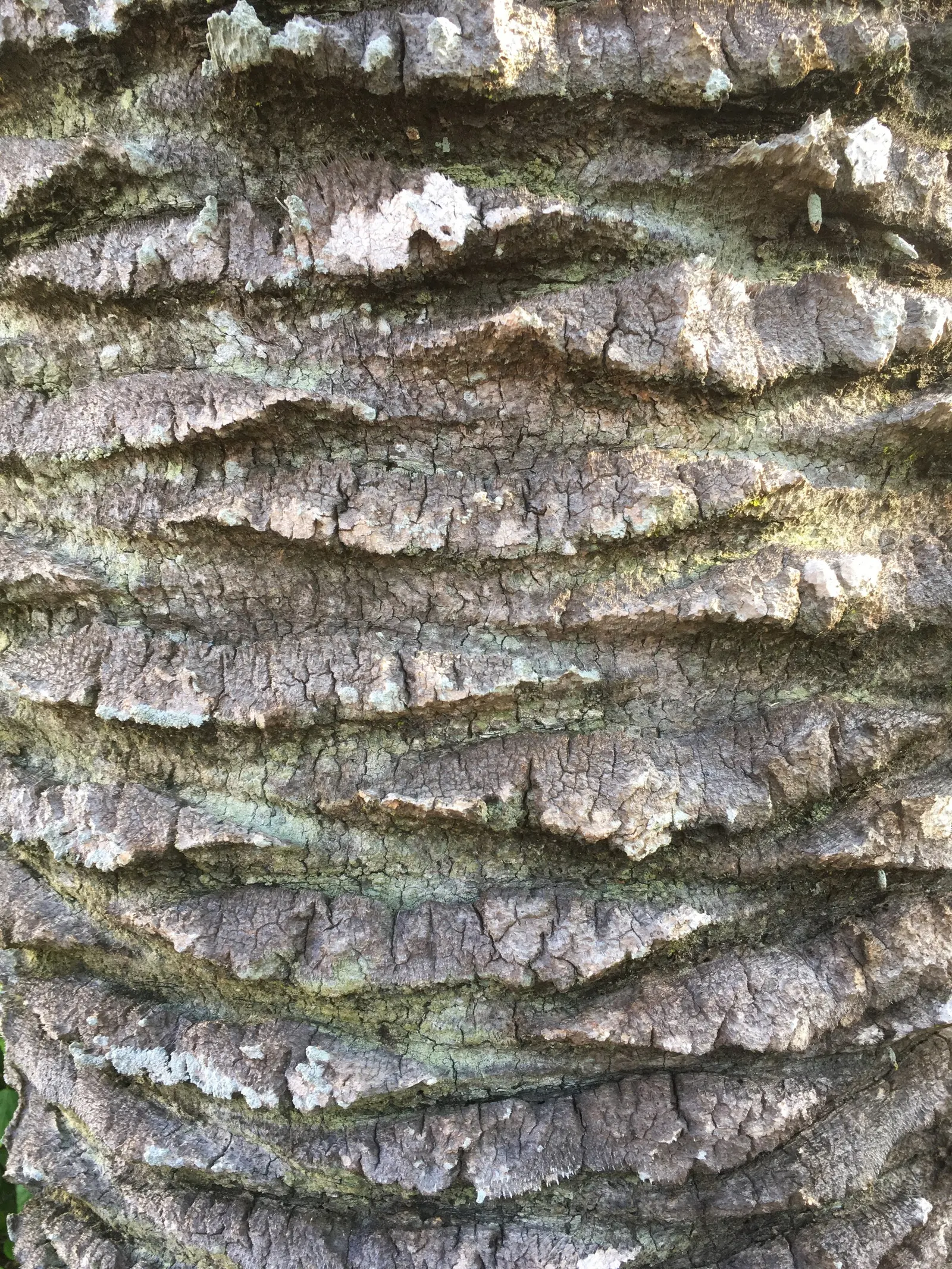 Desert Date Palm (Phoenix Dactylifera) — it is remarkably long-lived