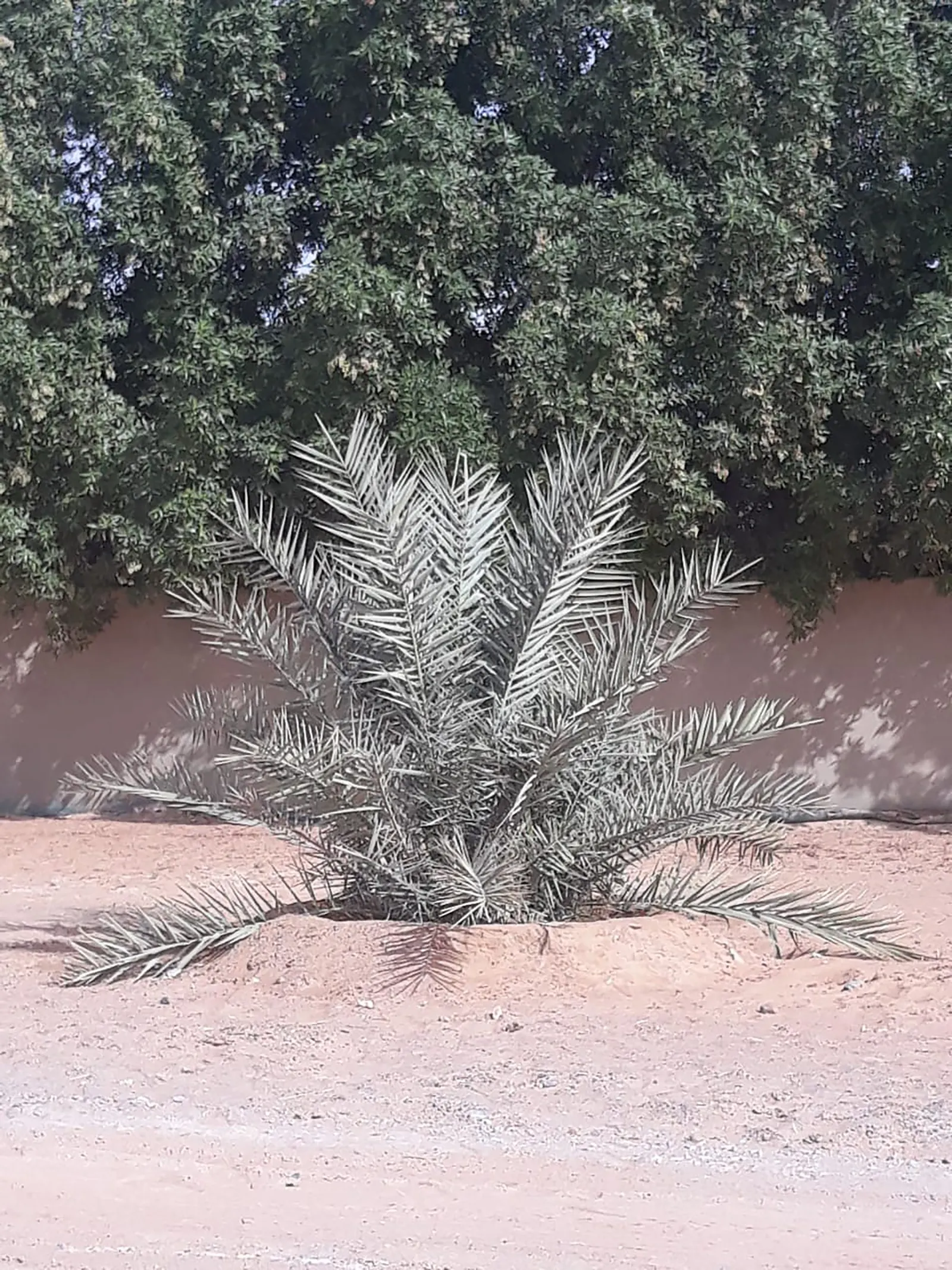 Desert Date Palm (Phoenix Dactylifera) — Date Palms add an exotic charm and functionality to any landscape