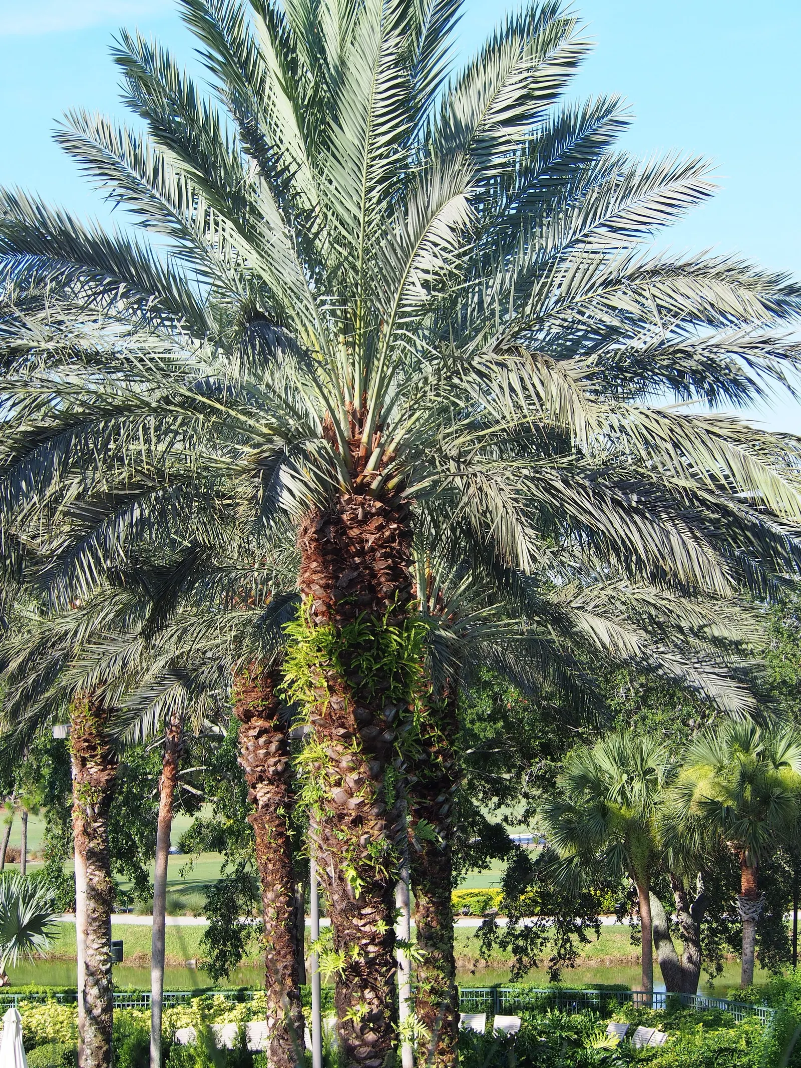 Desert Date Palm (Phoenix Dactylifera) — It is also important to note that this palm is dioecious; palm with yellow blooms