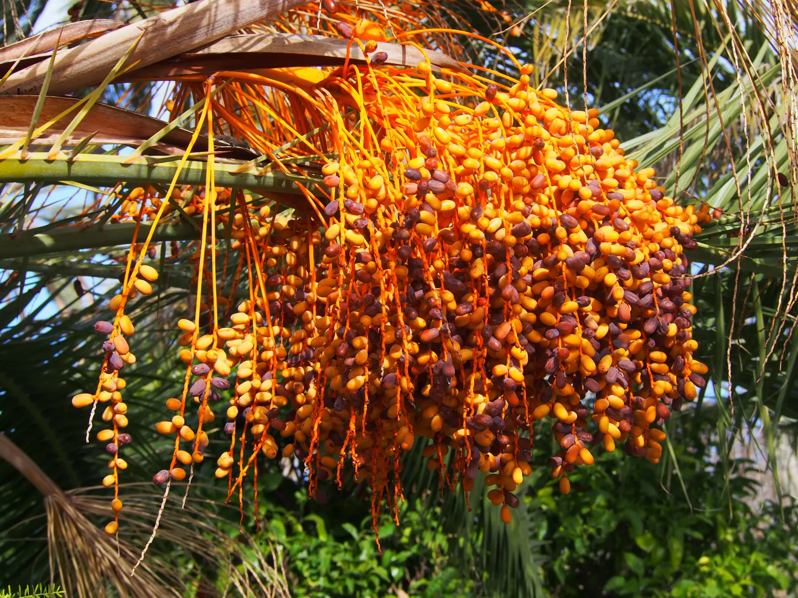 Desert Date Palm (Phoenix Dactylifera) — Hardy in zones 9-11, it requires full sun and well-drained soil