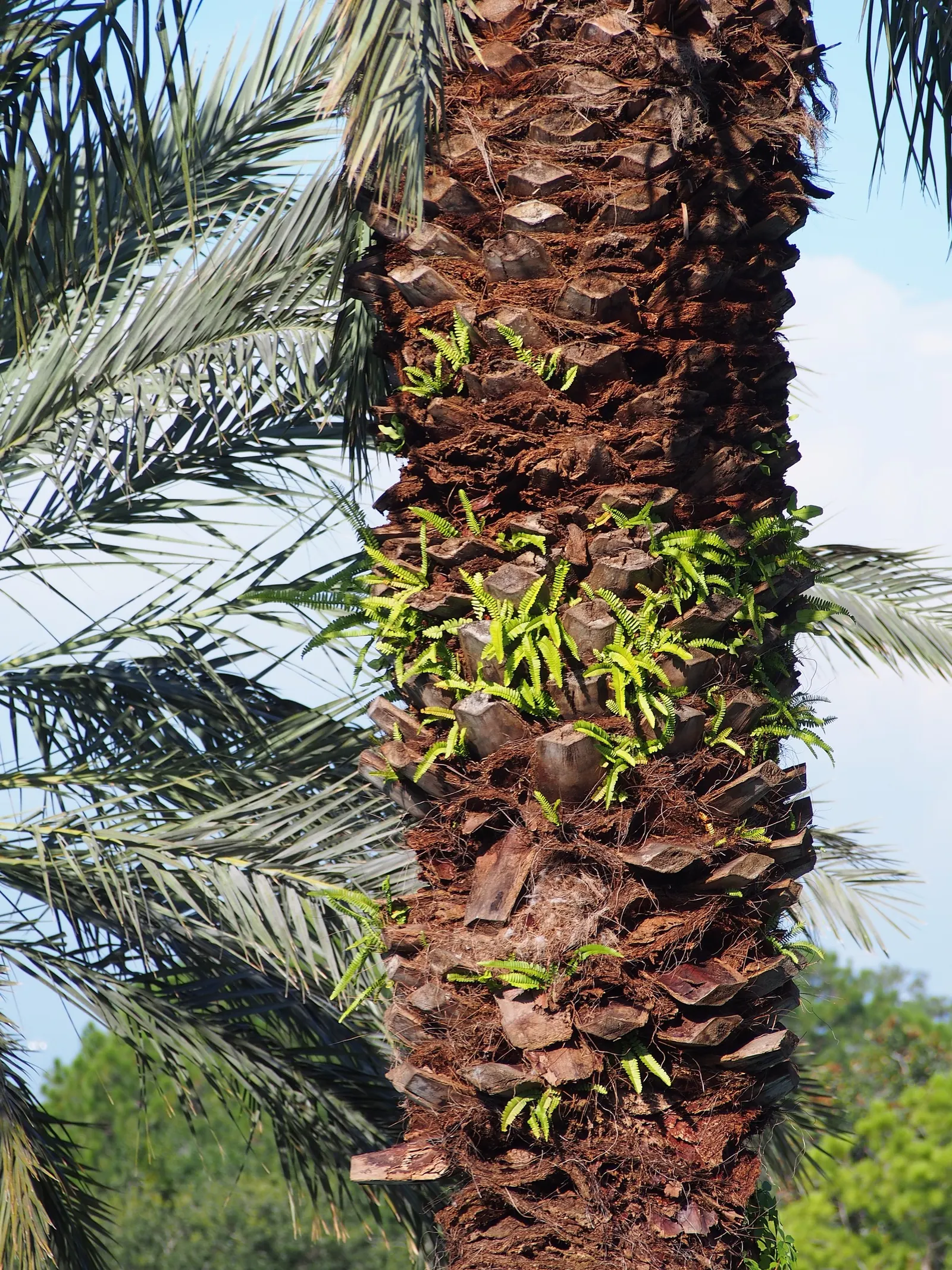 Desert Date Palm (Phoenix Dactylifera) — dactylifera can reach lengths of 10 to 20 feet and form a dense, arching crown