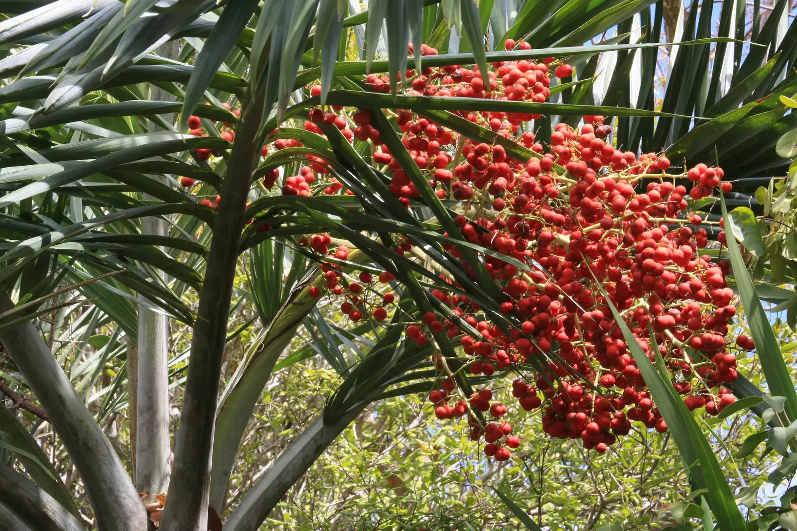 Desert Date Palm (Phoenix Dactylifera) — and infrequent but deep watering to mimic its natural habitat's conditions