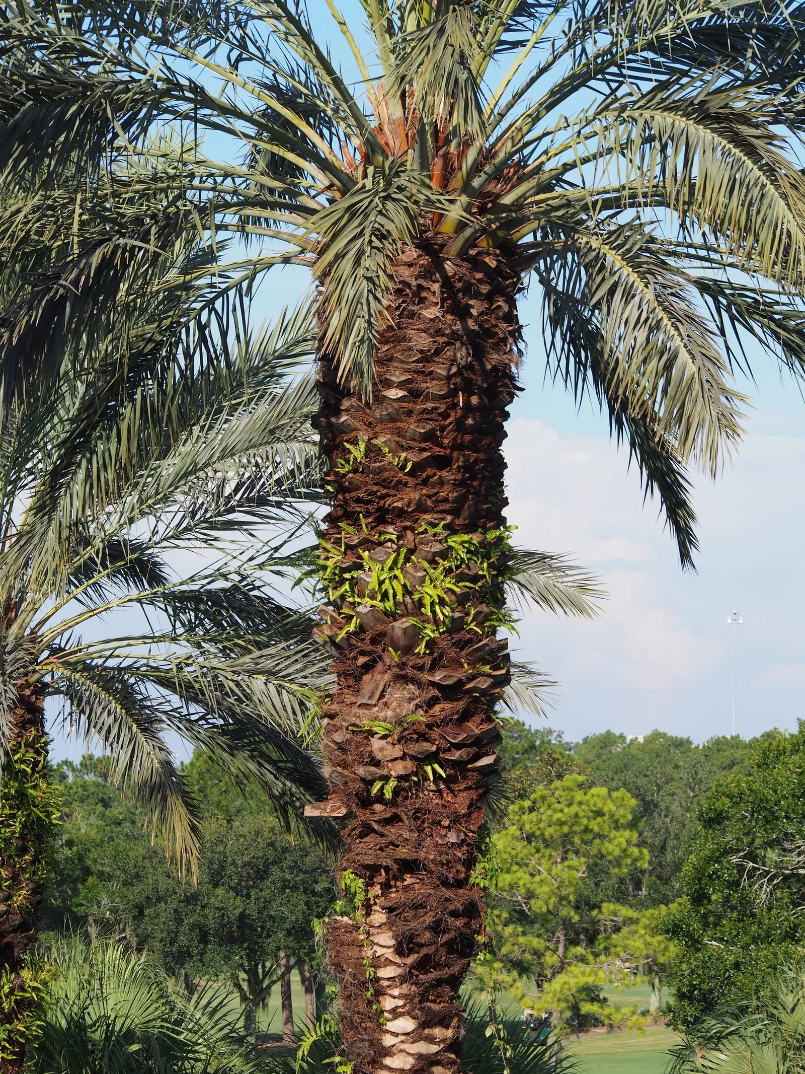 Desert Date Palm (Phoenix Dactylifera) — commonly referred to as the Desert Date Palm or simply Date Palm