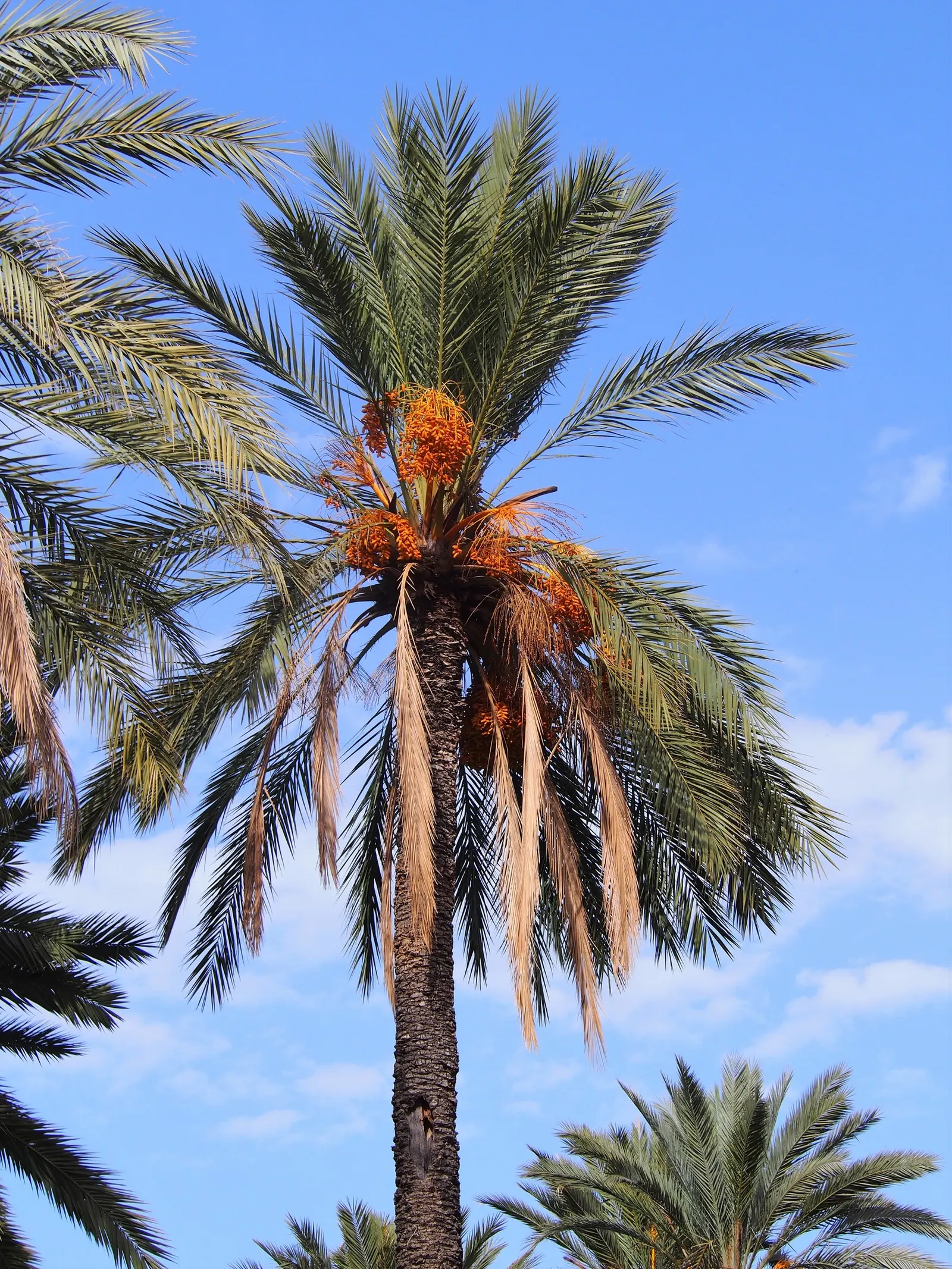 Desert Date Palm (Phoenix Dactylifera) — Indigenous to desert regions; it's prized for its majestic form, deep-green frond spread of up to 25 feet, and edible